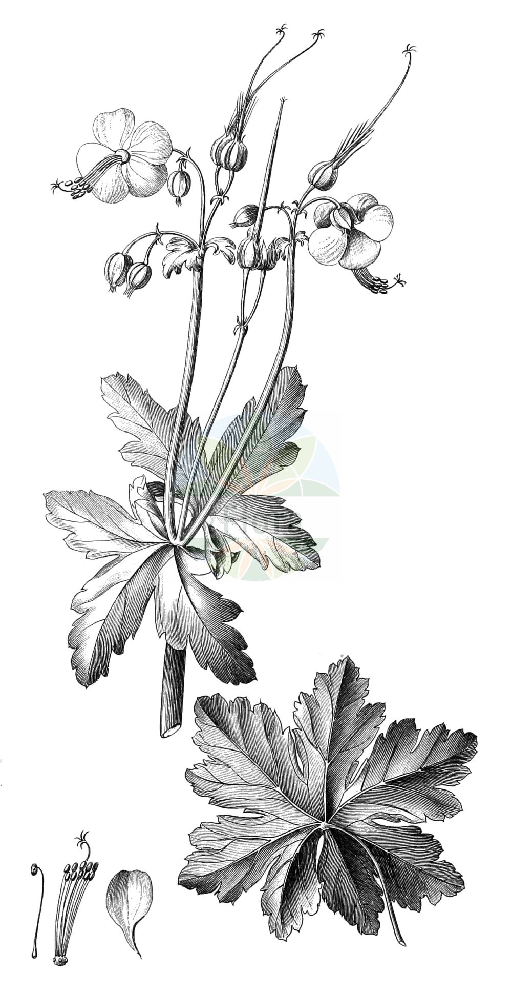 Historische Abbildung von Geranium macrorrhizum (Felsen-Storchschnabel - Rock Crane's-bill). Das Bild zeigt Blatt, Bluete, Frucht und Same. ---- Historical Drawing of Geranium macrorrhizum (Felsen-Storchschnabel - Rock Crane's-bill). The image is showing leaf, flower, fruit and seed.(Geranium macrorrhizum,Felsen-Storchschnabel,Rock Crane's-bill,Geranium balkanum,Geranium kikianum,Geranium lugubre,Geranium macrorrhizum,Felsen-Storchschnabel,Rock Crane's-bill,Geranium,Storchschnabel,Crane's-bill,Geraniaceae,Storchschnabelgewächse,Geranium family,Blatt,Bluete,Frucht,Same,leaf,flower,fruit,seed)