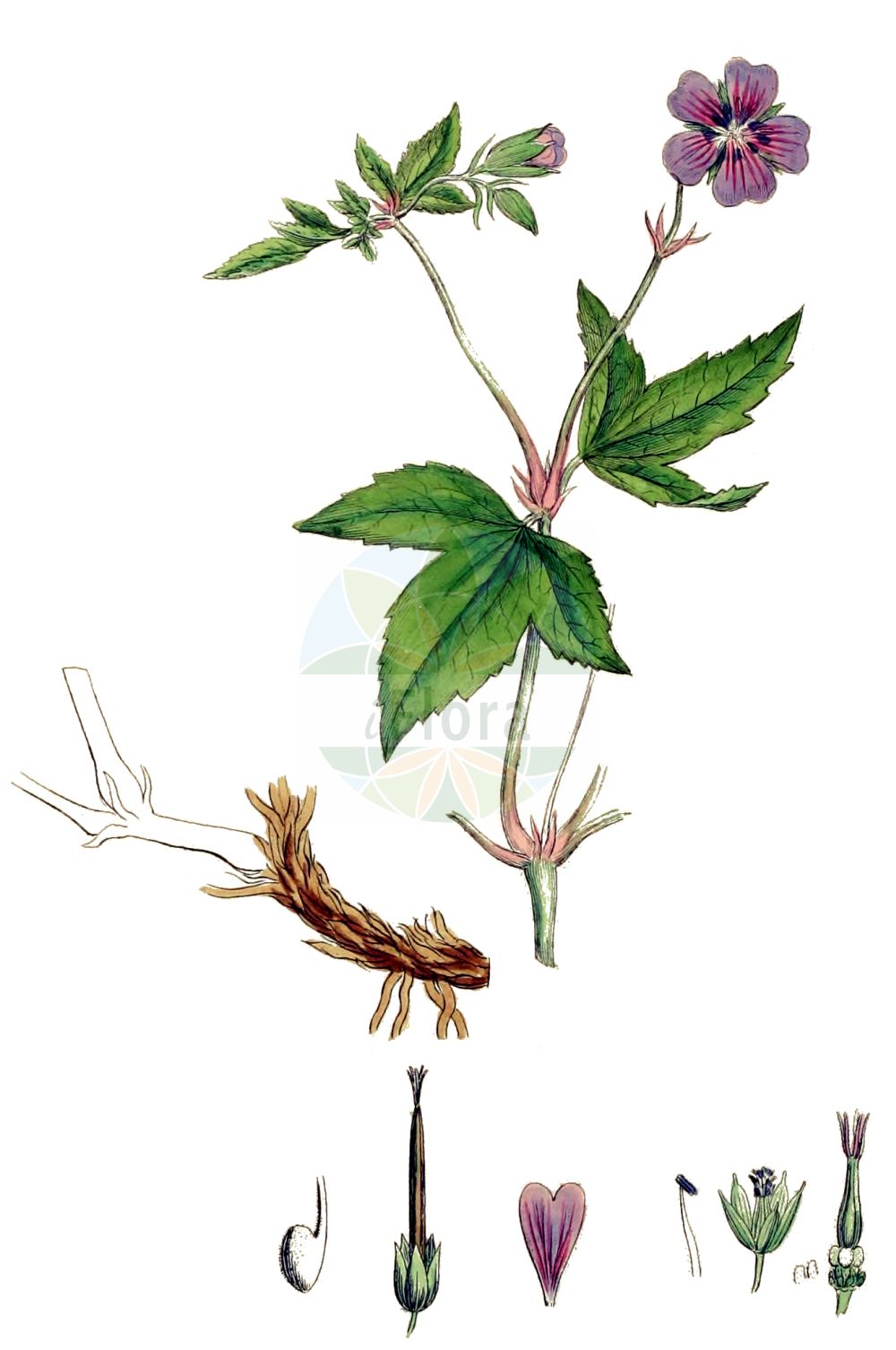 Historische Abbildung von Geranium nodosum (Knotted Crane's-bill). Das Bild zeigt Blatt, Bluete, Frucht und Same. ---- Historical Drawing of Geranium nodosum (Knotted Crane's-bill). The image is showing leaf, flower, fruit and seed.(Geranium nodosum,Knotted Crane's-bill,Geranium eugeniae,Geranium freyeri,Geranium nodosum,Geranium nodosum subsp. eugeniae,Geranium,Storchschnabel,Crane's-bill,Geraniaceae,Storchschnabelgewächse,Geranium family,Blatt,Bluete,Frucht,Same,leaf,flower,fruit,seed,Sowerby (1790-1813))