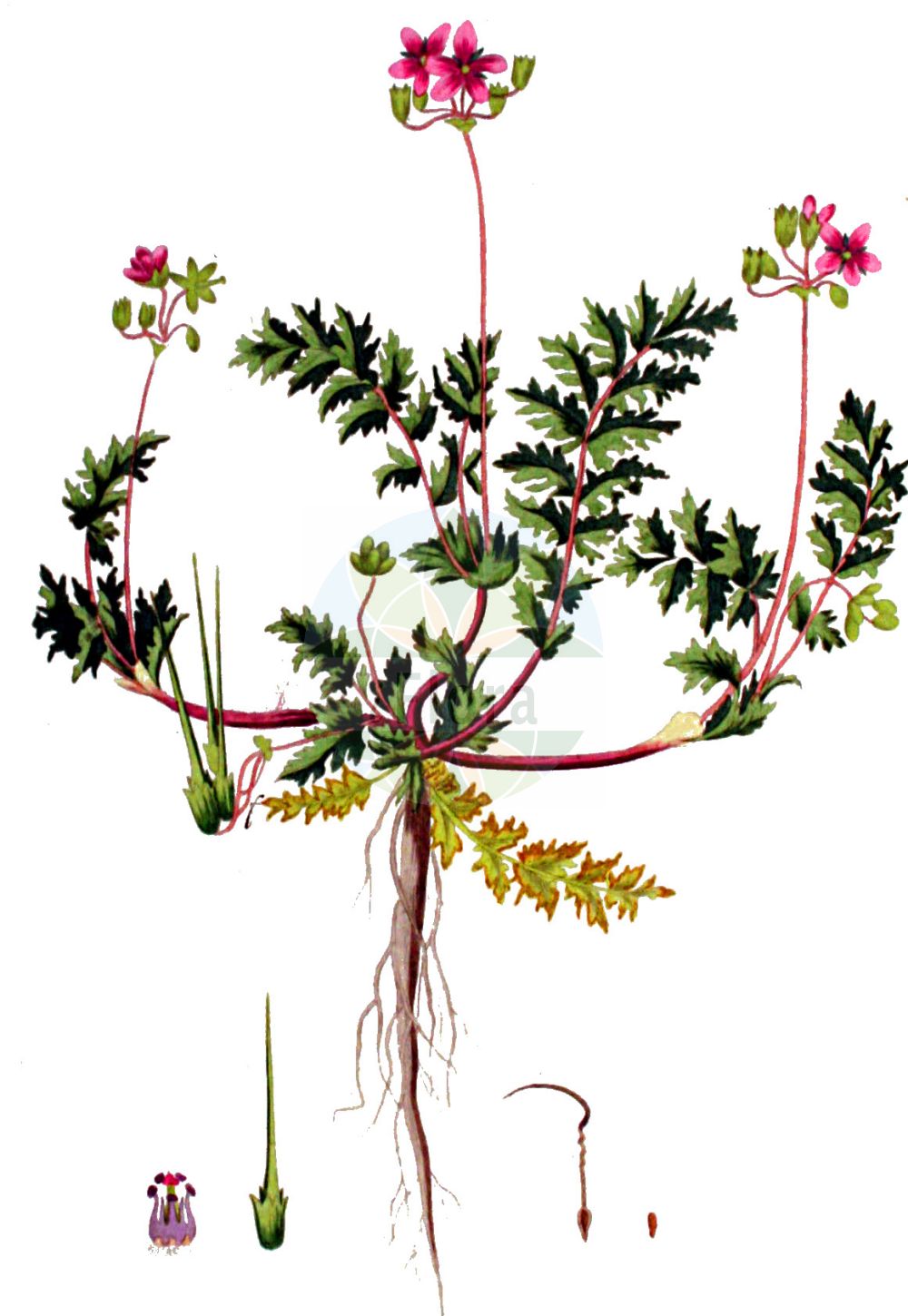 Historische Abbildung von Erodium cicutarium (Gewöhnlicher Reiherschnabel - Common Stork's-bill). Das Bild zeigt Blatt, Bluete, Frucht und Same. ---- Historical Drawing of Erodium cicutarium (Gewöhnlicher Reiherschnabel - Common Stork's-bill). The image is showing leaf, flower, fruit and seed.(Erodium cicutarium,Gewöhnlicher Reiherschnabel,Common Stork's-bill,Erodium aethiopicum,Erodium arenarium,Erodium ballii,Erodium bipinnatum,Erodium chaerophyllum,Erodium cicutarium,Erodium danicum,Erodium glutinosum,Erodium jacquinianum,Erodium marcuccii,Erodium microphyllum,Erodium pilosum,Erodium pimpinellifolium,Erodium praecox,Erodium primulaceum,Erodium salzmannii,Erodium staphylinum,Erodium sublyratum,Erodium tenuisectum,Erodium tocranum,Geranium aethiopicum,Geranium cicutarium,Geranium pilosum,Geranium praecox,Gewoehnlicher Reiherschnabel,Common Stork's-bill,Clocks,Common Crowfoot,Filaree,Hemlock Storksbill,Redstem Filaree,Redstem Storksbill,Erodium,Reiherschnabel,Storksbill,Geraniaceae,Storchschnabelgewächse,Geranium family,Blatt,Bluete,Frucht,Same,leaf,flower,fruit,seed,Kops (1800-1934))