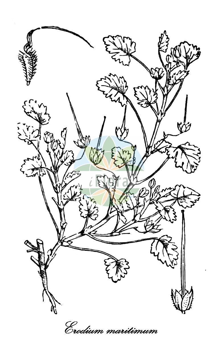 Historische Abbildung von Erodium maritimum (Strand-Reiherschnabel - Sea Stork's-bill). Das Bild zeigt Blatt, Bluete, Frucht und Same. ---- Historical Drawing of Erodium maritimum (Strand-Reiherschnabel - Sea Stork's-bill). The image is showing leaf, flower, fruit and seed.(Erodium maritimum,Strand-Reiherschnabel,Sea Stork's-bill,Erodium bocconei,Geranium maritimum,Erodium,Reiherschnabel,Storksbill,Geraniaceae,Storchschnabelgewächse,Geranium family,Blatt,Bluete,Frucht,Same,leaf,flower,fruit,seed,Fitch et al. (1880))
