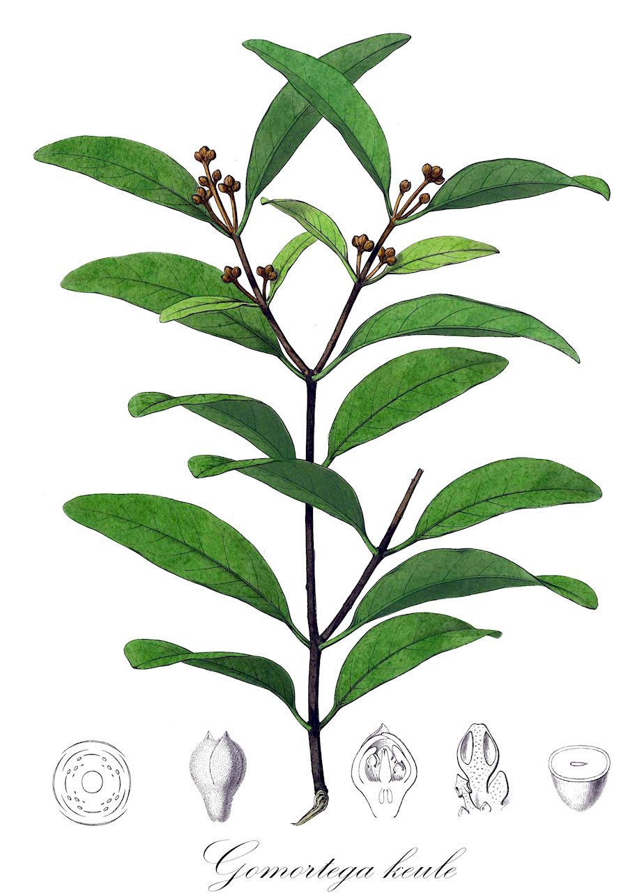 Gomortega keule - Gomortegaceae,Plantae,Pteridobiotina,Angiosperms,Laurales,Gomortegaceae,Gomortega,Gomortega keule,Adenostemum nitidum, Gomortega nitida, Keulia chilensis, Lucuma keule