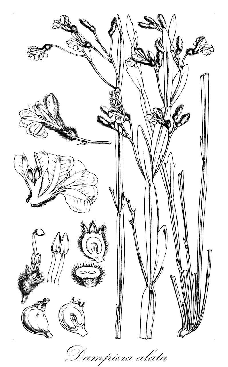 Dampiera alata - Goodeniaceae,Plantae,Pteridobiotina,Angiosperms,Asterales,Goodeniaceae,Dampiera,Dampiera alata,Dampiera epiphylloidea