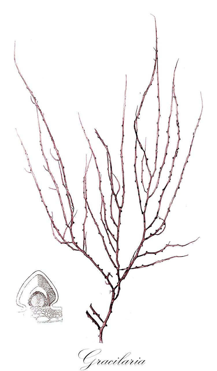 Gracilaria - Gracilariaceae,Biota,Plantae,Rhodophyta,Eurhodophytina,Florideophyceae,Gracilariales,Gracilariaceae,Gracilaria,Ceramianthemum, Corallopsis, Plocaria