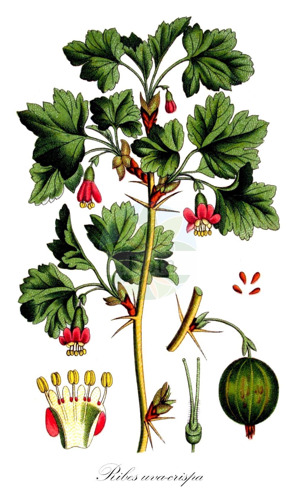 Historische Abbildung von Ribes uva-crispa (Stachelbeere - Gooseberry). ---- Historical Drawing of Ribes uva-crispa (Stachelbeere - Gooseberry).(Ribes uva-crispa,Stachelbeere,Gooseberry,Grossularia reclinata,Ribes grossularia,Ribes reclinatum,Ribes uva-crispa,Ribes uva-crispa subsp. reclinatum,Stachelbeere,Gooseberry,European Gooseberry,Ogrose,Ribes,Johannisbeere,Currant,Grossulariaceae,Stachelbeergewächse,Gooseberry family,Sturm (1796f))