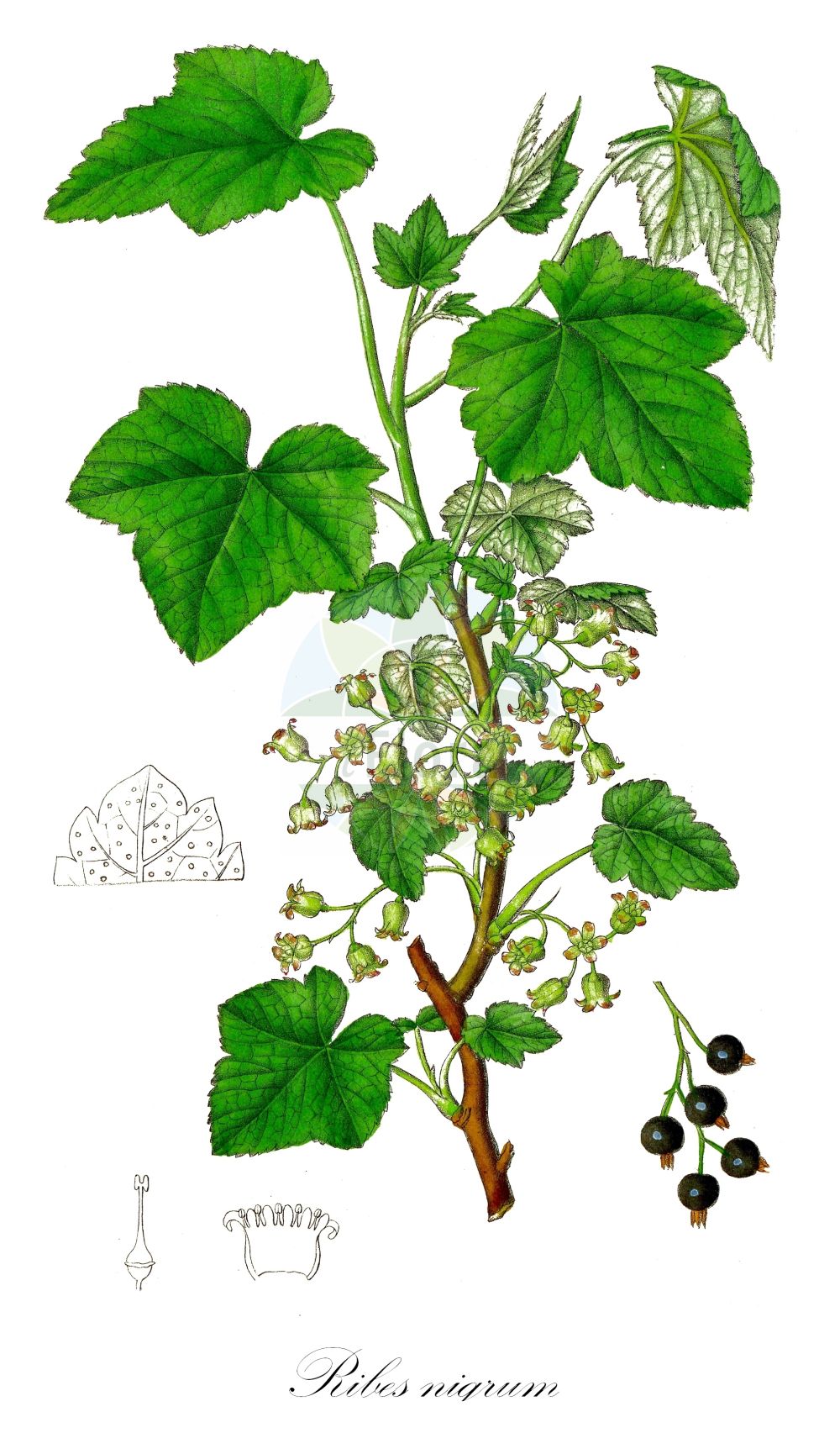 Historische Abbildung von Ribes nigrum (Schwarze Johannisbeere - Black Currant). Das Bild zeigt Blatt, Bluete, Frucht und Same. ---- Historical Drawing of Ribes nigrum (Schwarze Johannisbeere - Black Currant). The image is showing leaf, flower, fruit and seed.(Ribes nigrum,Schwarze Johannisbeere,Black Currant,Ribes nigrum,Schwarze Johannisbeere,Ahlbeere,Gichtbeere,Wanzenbeere,Black Currant,European Black Currant,Ribes,Johannisbeere,Currant,Grossulariaceae,Stachelbeergewächse,Gooseberry family,Blatt,Bluete,Frucht,Same,leaf,flower,fruit,seed,Dietrich (1833-1844))