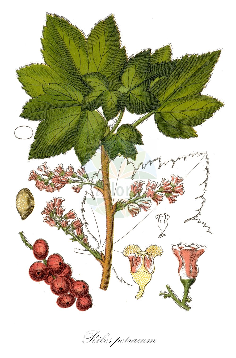 Historische Abbildung von Ribes petraeum (Felsen-Johannisbeere - Currant). ---- Historical Drawing of Ribes petraeum (Felsen-Johannisbeere - Currant).(Ribes petraeum,Felsen-Johannisbeere,Currant,Ribes carpaticum,Ribes petraeum,Felsen-Johannisbeere,Currant,Rock Red Currant,Ribes,Johannisbeere,Currant,Grossulariaceae,Stachelbeergewächse,Gooseberry family,Sturm (1796f))