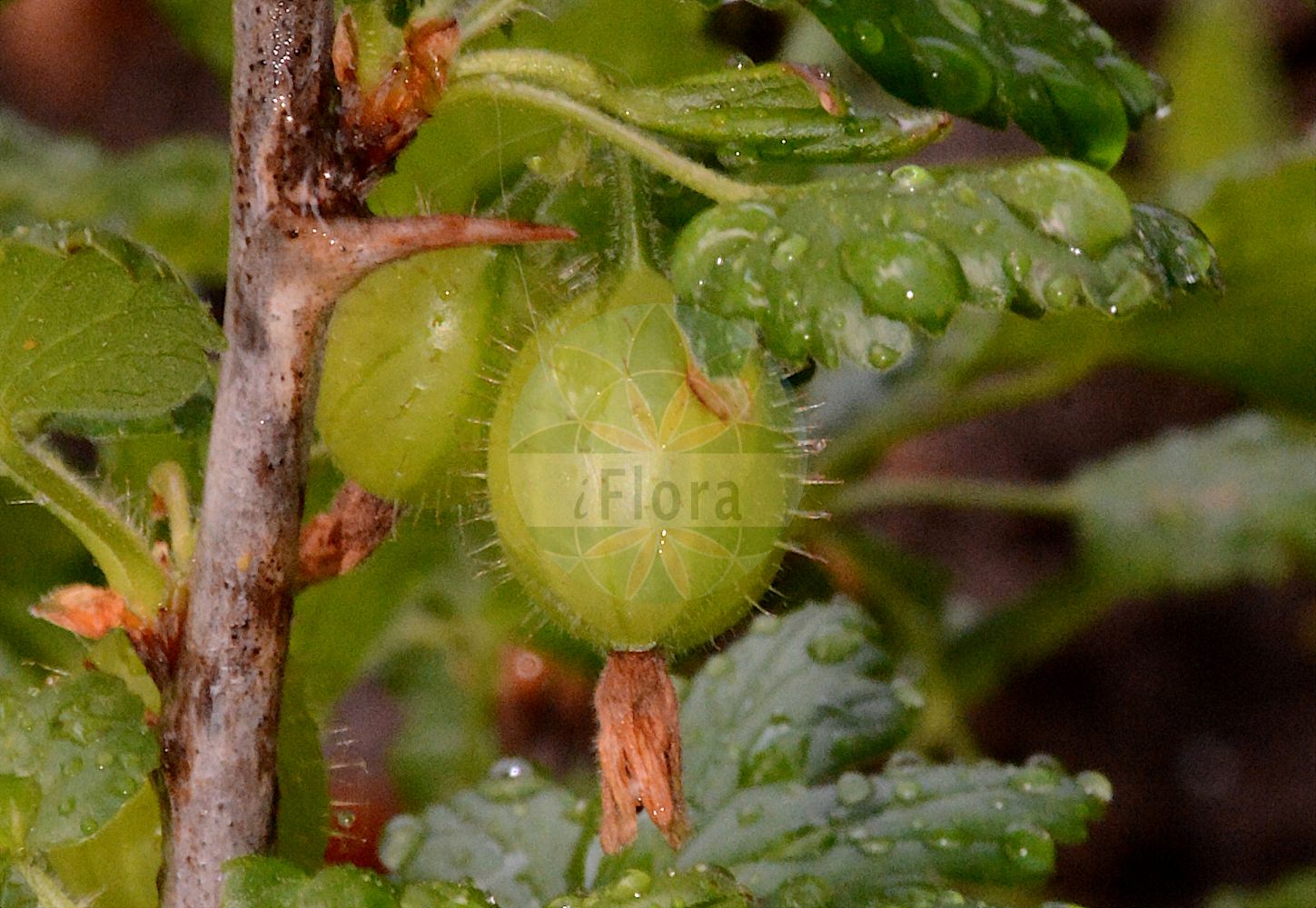 Foto von Ribes uva-crispa (Stachelbeere - Gooseberry). Das Foto wurde in Bonn, Nordrhein-Westfalen, Deutschland aufgenommen. ---- Photo of Ribes uva-crispa (Stachelbeere - Gooseberry). The picture was taken in Bonn, North Rhine-Westphalia, Germany.(Ribes uva-crispa,Stachelbeere,Gooseberry,Grossularia reclinata,Ribes grossularia,Ribes reclinatum,Ribes uva-crispa,Ribes uva-crispa subsp. reclinatum,Stachelbeere,Gooseberry,European Gooseberry,Ogrose,Ribes,Johannisbeere,Currant,Grossulariaceae,Stachelbeergewächse,Gooseberry family)