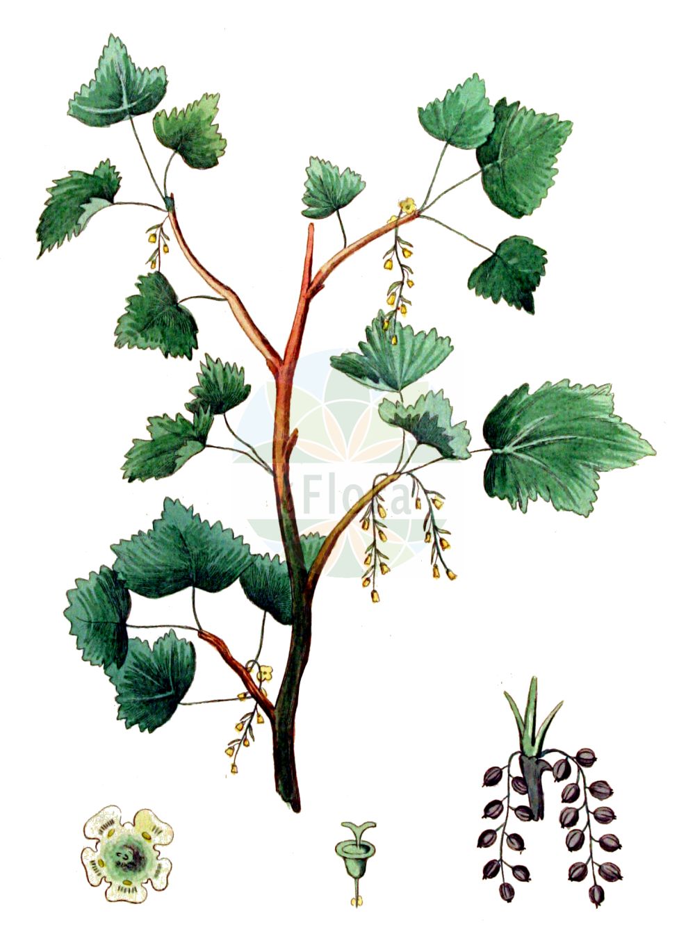Historische Abbildung von Ribes nigrum (Schwarze Johannisbeere - Black Currant). Das Bild zeigt Blatt, Bluete, Frucht und Same. ---- Historical Drawing of Ribes nigrum (Schwarze Johannisbeere - Black Currant). The image is showing leaf, flower, fruit and seed.(Ribes nigrum,Schwarze Johannisbeere,Black Currant,Ribes nigrum,Schwarze Johannisbeere,Ahlbeere,Gichtbeere,Wanzenbeere,Black Currant,European Black Currant,Ribes,Johannisbeere,Currant,Grossulariaceae,Stachelbeergewächse,Gooseberry family,Blatt,Bluete,Frucht,Same,leaf,flower,fruit,seed,Kops (1800-1934))