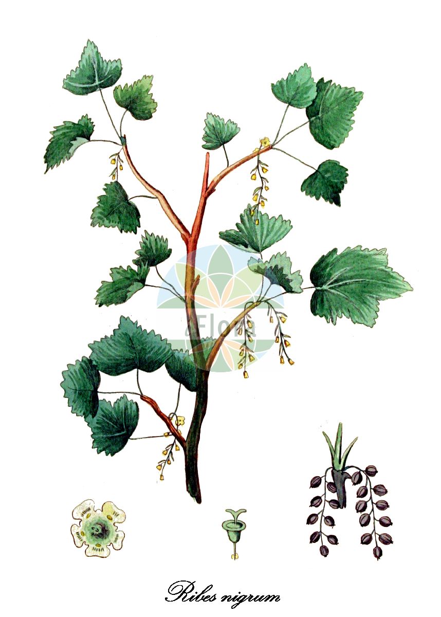 Historische Abbildung von Ribes nigrum (Schwarze Johannisbeere - Black Currant). Das Bild zeigt Blatt, Bluete, Frucht und Same. ---- Historical Drawing of Ribes nigrum (Schwarze Johannisbeere - Black Currant). The image is showing leaf, flower, fruit and seed.(Ribes nigrum,Schwarze Johannisbeere,Black Currant,Ahlbeere,Gichtbeere,Wanzenbeere,European Black Currant,Ribes,Johannisbeere,Currant,Grossulariaceae,Stachelbeergewächse,Currant family,Blatt,Bluete,Frucht,Same,leaf,flower,fruit,seed,Kops (1800-1934))