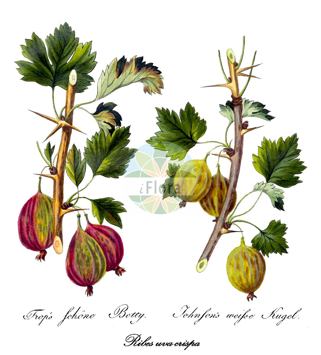 Historische Abbildung von Ribes uva-crispa (Stachelbeere - gooseberry). Das Bild zeigt Blatt, Bluete, Frucht und Same. ---- Historical Drawing of Ribes uva-crispa (Stachelbeere - gooseberry). The image is showing leaf, flower, fruit and seed.(Ribes uva-crispa,Stachelbeere,gooseberry,Grossularia reclinata,Ribes grossularia,Ribes reclinatum,Druesenborstige Stachelbeere,Kurzhaarige Stachelbeere,Zurueckgebogene Stachelbeere,European Gooseberry,Ogrose,Ribes,Johannisbeere,Currant,Grossulariaceae,Stachelbeergewächse,Currant family,Blatt,Bluete,Frucht,Same,leaf,flower,fruit,seed,Allgemeines teutsches Garten-Magazin (1804-1811))