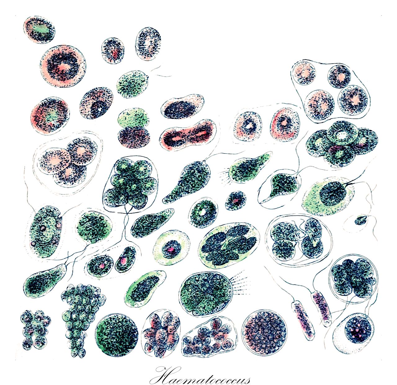 Haematococcus - Haematococcaceae,Biota,Plantae,Chlorophyta,Chlorophytina,Chlorophyceae,Chlamydomonadales,Haematococcaceae,Haematococcus,Chlamidococcus, Chlamydococcus, Disceraea