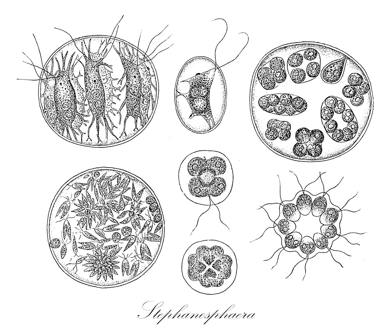 Stephanosphaera - Chlorophyta,Biota,Plantae,Chlorophyta,Chlorophytina,Chlorophyceae,Chlamydomonadales,Haematococcaceae,Stephanosphaera