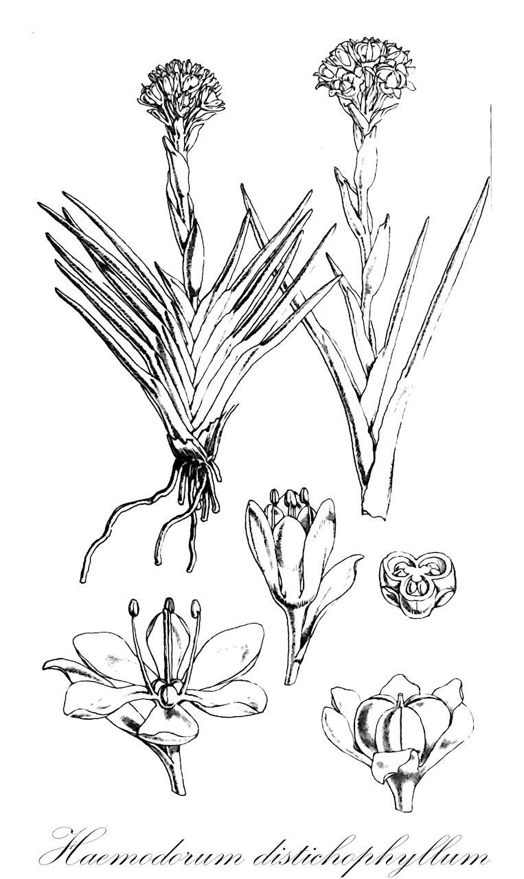 Haemodorum distichophyllum - Haemodoraceae,Plantae,Pteridobiotina,Angiosperms,Commelinales,Pontederiineae,Haemodoraceae,Haemodoroideae,Haemodoreae,Haemodorum,Haemodorum distichophyllum