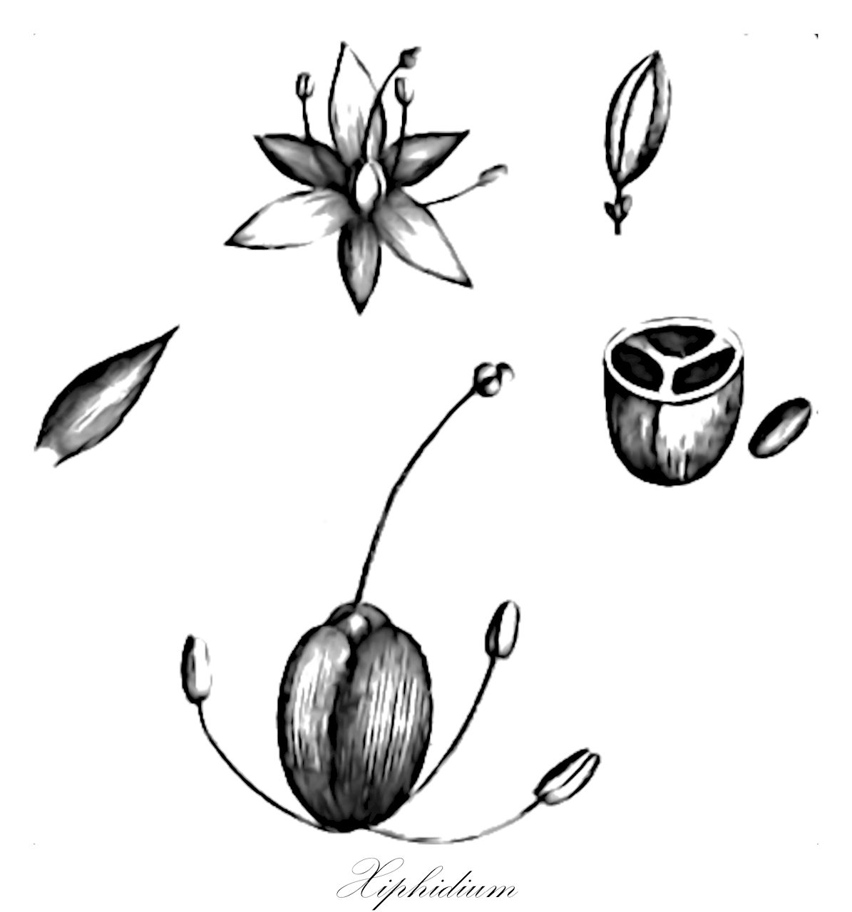 Xiphidium - Haemodoraceae,Plantae,Pteridobiotina,Angiosperms,Commelinales,Pontederiineae,Haemodoraceae,Haemodoroideae,Xiphidieae,Xiphidium,Xiphidium