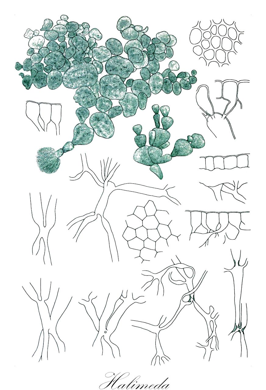 Halimeda - Chlorophyta,Biota,Plantae,Chlorophyta,Chlorophytina,Ulvophyceae,Bryopsidales,Halimedaceae,Halimeda,Botryophora, Sertularia