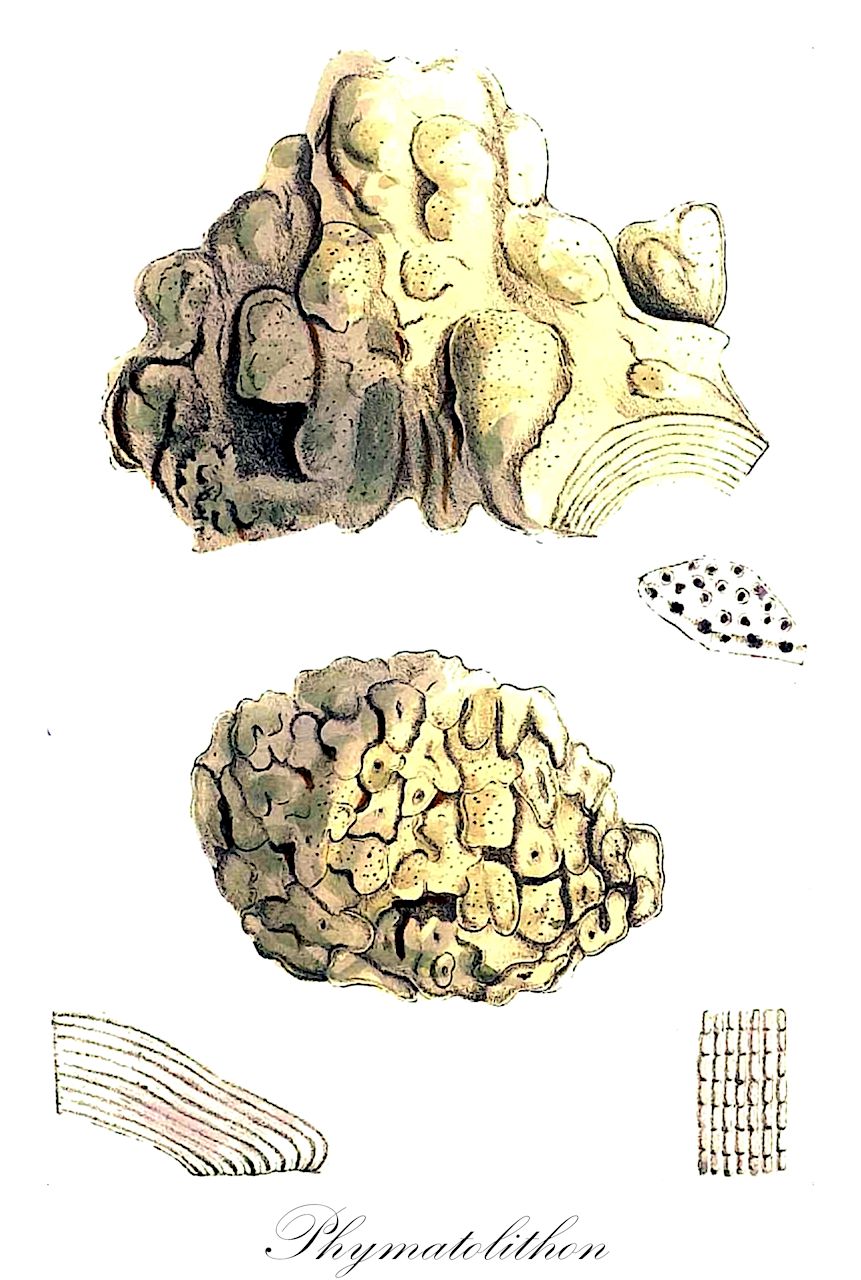 Phymatolithon - Desmidiaceae,Biota,Plantae,Rhodophyta,Eurhodophytina,Florideophyceae,Hapalidiales,Hapalidiaceae,Phymatolithon,Agardhia, Agardhina, Apora, Eleutherospora, Nullipora