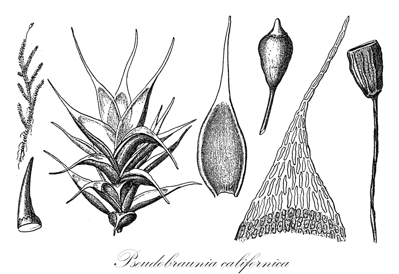 Pseudobraunia californica - Hedwigiaceae,Plantae,Bryobiotina,Bryophyta,Bryopsida,Bryidae,Bryanae,Hedwigiales,Hedwigiaceae,Pseudobraunia,Pseudobraunia californica,Braunia californica, Braunia californica var. pilifera, Hedwigia californica, Hedwigia pilifera, Pseudobraunia californica var. pilifera