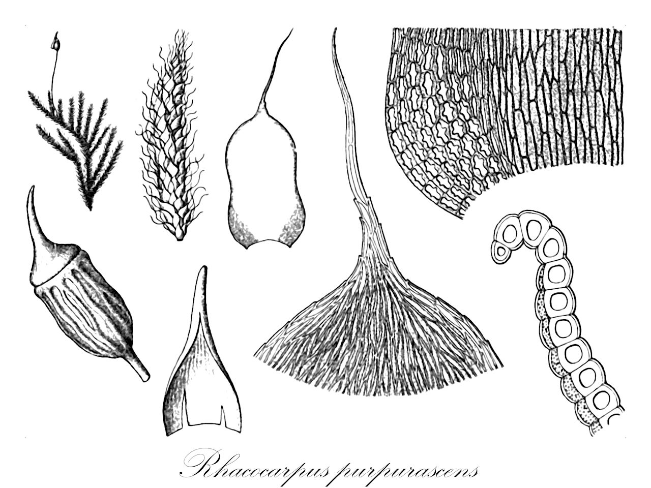 Rhacocarpus purpurascens - Hedwigiaceae,Plantae,Bryobiotina,Bryophyta,Bryopsida,Bryidae,Bryanae,Hedwigiales,Hedwigiaceae,Rhacocarpus,Rhacocarpus purpurascens,Anictangium humboldtii, Anoectangium humboldtii, Anoectangium humboldtii var. australe, Braunia humboldtii, Harrisonia appendiculatum, Harrisonia australis, Harrisonia crasso-limbata, Harrisonia eckloniana, Harrisonia flavipila, Harrisonia gracillima, Harrisonia humboldtii, Harrisonia humboldtii var. argentinica, Harrisonia humboldtii var. rufipila, Harrisonia mandonii, Harrisonia orbiculata, Harrisonia pallidipila, Harrisonia purpurascens, Harrisonia rivularis, Harrisonia rubiginosa, Harrisonia rubro-cincta, Harrisonia strictipila, Harrisonia uleana, Hedwigia humboldtii, Hedwigia humboldtii var. australis, Hedwigia orbiculata, Hypnum purpurascens, Neckera humboldtii, Rhacocarpus appendiculatus, Rhacocarpus australis, Rhacocarpus crassolimbatus, Rhacocarpus cuspidatus, Rhacocarpus ecklonianus, Rhacocarpus flavipilus, Rhacocarpus gracillimus, Rhacocarpus humboldtii, Rhacocarpus humboldtii var. argentinicus, Rhacocarpus humboldtii var. rufipilus, Rhacocarpus mandonii, Rhacocarpus orbiculatus, Rhacocarpus pallidipilus, Rhacocarpus pilifer, Rhacocarpus purpurascens var. argentinicus, Rhacocarpus purpurascens var. rufipilus, Rhacocarpus rivularis, Rhacocarpus rubiginosus, Rhacocarpus rubrocinctus, Rhacocarpus strictipilus, Rhacocarpus uleanus