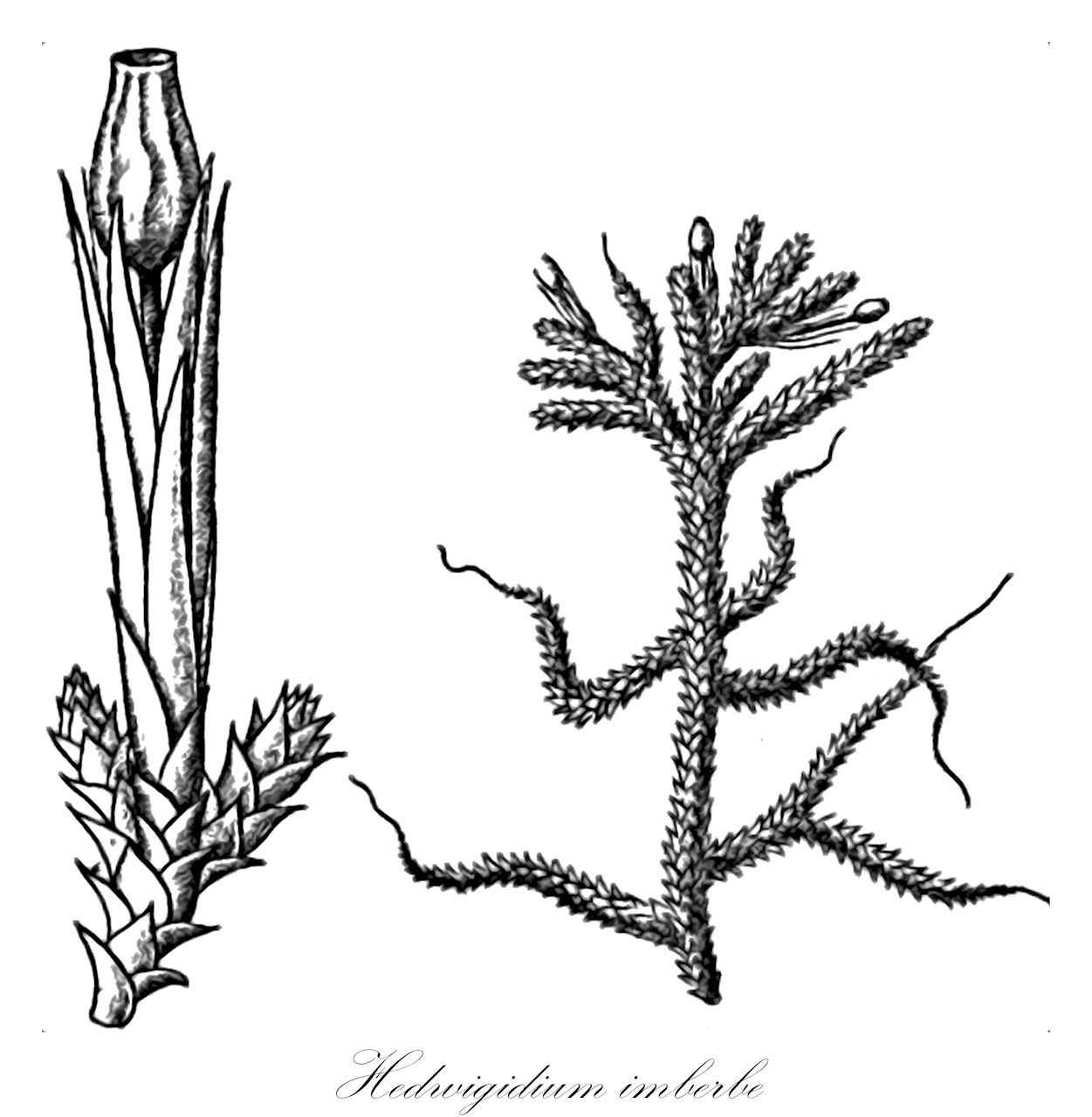 Hedwigidium imberbe - Hedwigiaceae,Plantae,Bryobiotina,Bryophyta,Bryopsida,Bryidae,Bryanae,Hedwigiales,Hedwigiaceae,Hedwigidium,Hedwigidium imberbe,Anictangium ciliatum var. rufescens, Anictangium imberbe, Anoectangium imberbe, Braunia crenulata, Braunia erosa, Braunia imberbis, Braunia macowaniana, Braunia macrocalyx, Braunia maritima, Braunia novae-seelandiae, Braunia rhabdocarpa, Braunia serrae, Braunia teres, Gymnostomum imberbe, Harrisonia glyphocarpa, Harrisonia rhabdocarpa, Hedwigia drummondii, Hedwigia glyphocarpa, Hedwigia imberbis, Hedwigia imberbis var. drummondii, Hedwigia imberbis var. imberbis, Hedwigia rhabdocarpa, Hedwigidium crenulatum, Hedwigidium drummondii, Hedwigidium emersum, Hedwigidium erosum, Hedwigidium glyphocarpum, Hedwigidium imberbe var. andesiticum, Hedwigidium imberbe var. macrocalyx, Hedwigidium macowaniana, Hedwigidium macrocalyx, Hedwigidium maritimum, Hedwigidium rhabdocarpum, Hedwigidium serrae, Hedwigidium teres, Neckera drummondii, Neckera emersa, Neckera imberbis, Schistidium ciliatum var. imberbe, Schistidium drummondii, Schistidium imberbe, Schistidium imberbe var. atrovirens, Schistidium imberbe var. gracile