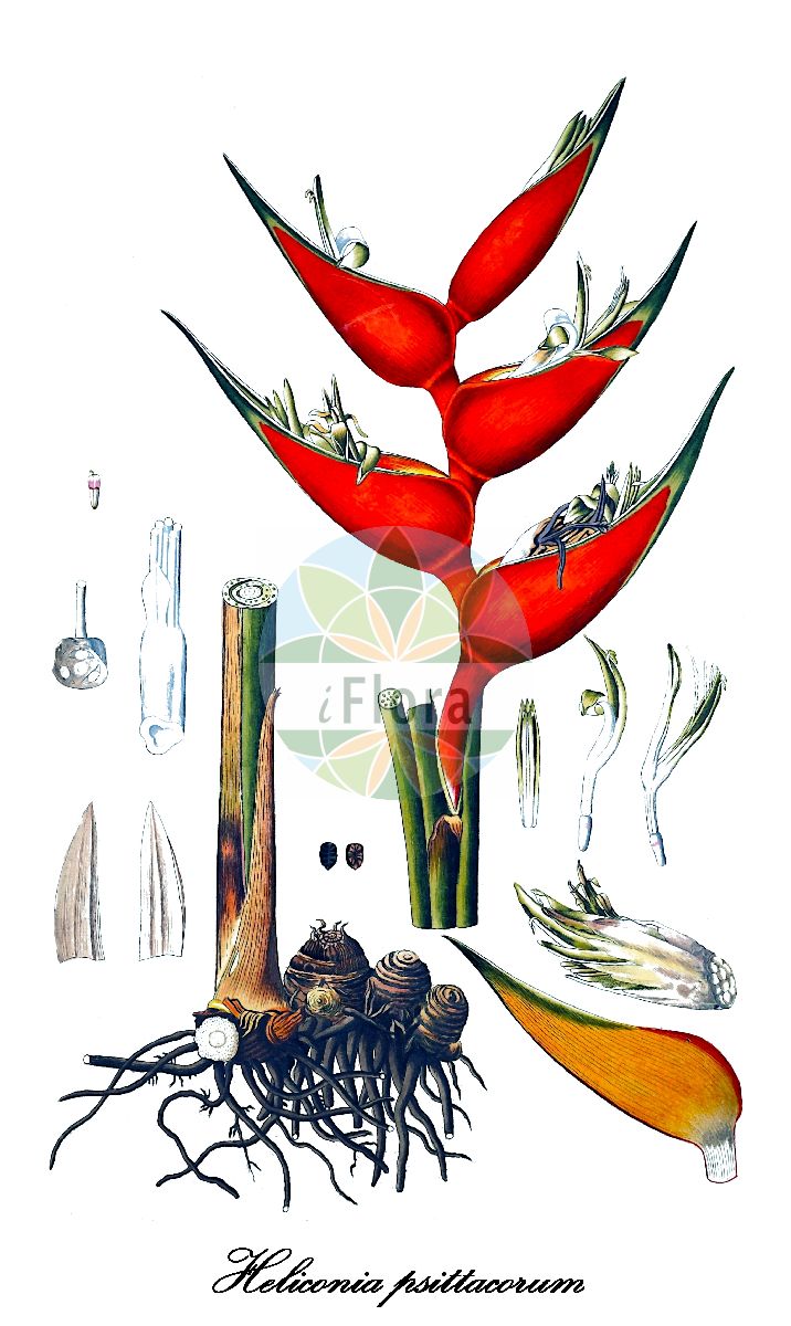Historische Abbildung von Heliconia psittacorum. Das Bild zeigt Blatt, Bluete, Frucht und Same. ---- Historical Drawing of Heliconia psittacorum. The image is showing leaf, flower, fruit and seed.(Heliconia psittacorum,Heliconia,Falsche Paradiesvogelblume,False Bird-of-paradise,Heliconiaceae,Heliconia,Blatt,Bluete,Frucht,Same,leaf,flower,fruit,seed,von Jacquin (1797-1804))