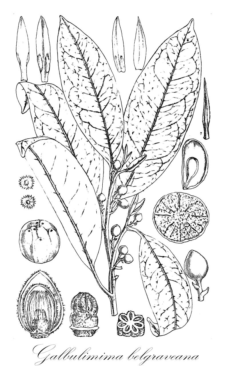 Galbulimima belgraveana - Himantandraceae,Plantae,Pteridobiotina,Angiosperms,Magnoliales,Himantandraceae,Galbulimima,Galbulimima belgraveana,Eupomatia belgraveana, Galbulimima baccata, Galbulimima nitida, Galbulimima parvifolia, Himantandra baccata, Himantandra baccata, Himantandra belgraveana, Himantandra nitida, Himantandra parvifolia