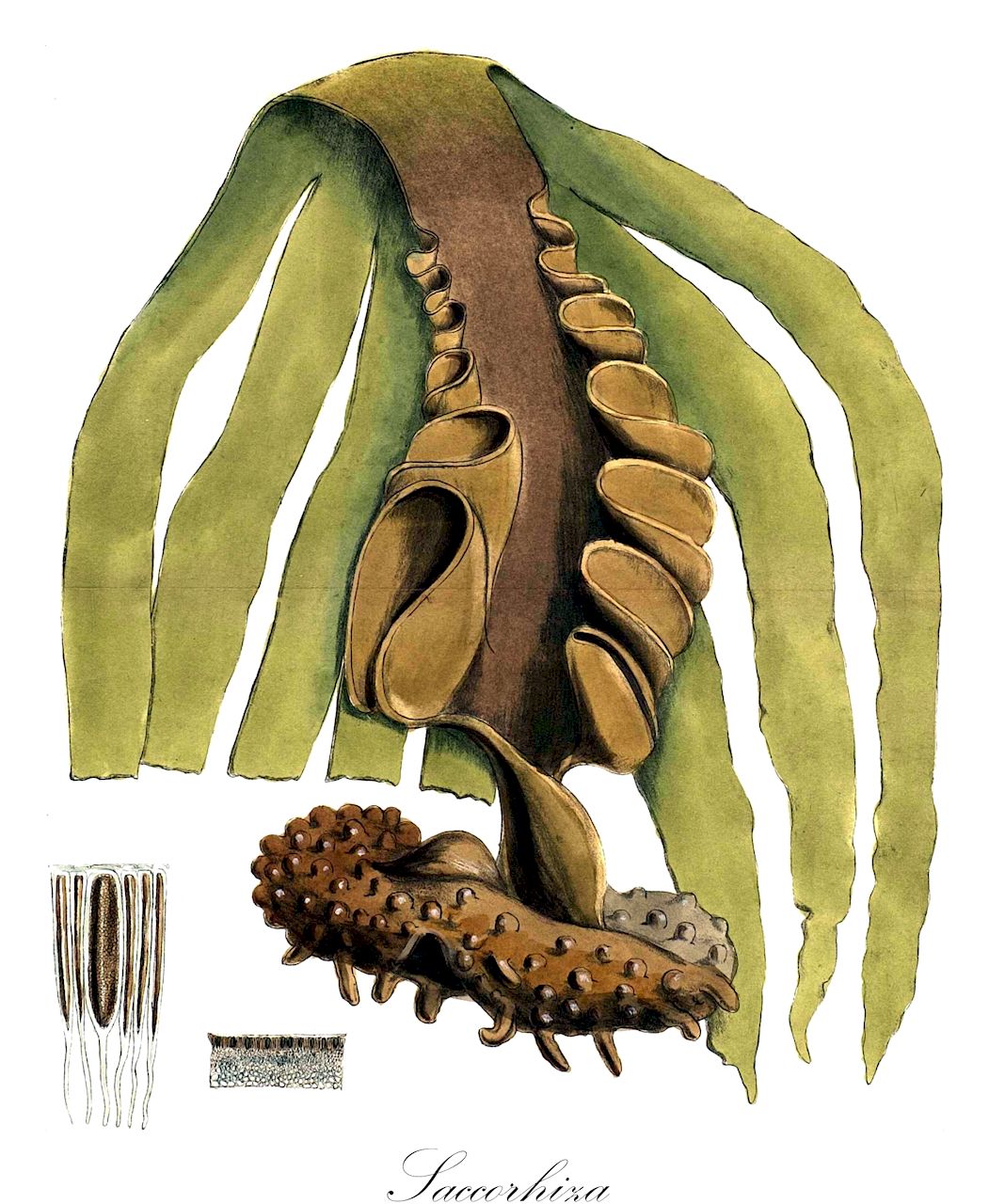 Saccorhiza - Chromista,Biota,Chromista,Foraminifera,Monothalamea,Astrorhizida,Hippocrepinina,Hippocrepinoidea,Hyperamminidae,Saccorhizinae,Saccorhiza,Pseudoschizammina