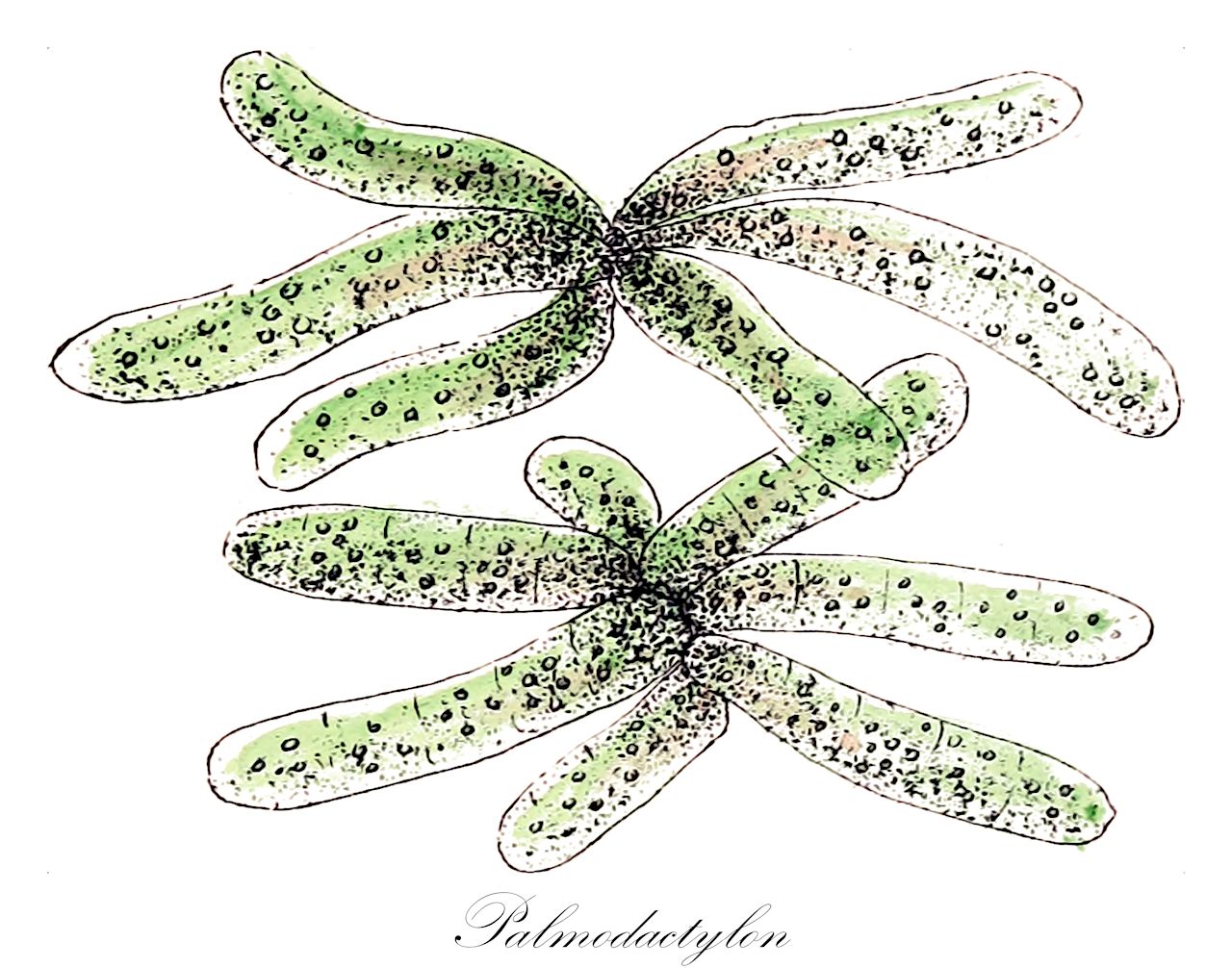 Palmodactylon - Chlorophyta,Biota,Plantae,Chlorophyta,Chlorophytina,Chlorophyceae,Chlamydomonadales,Hormotilaceae,Palmodactylon