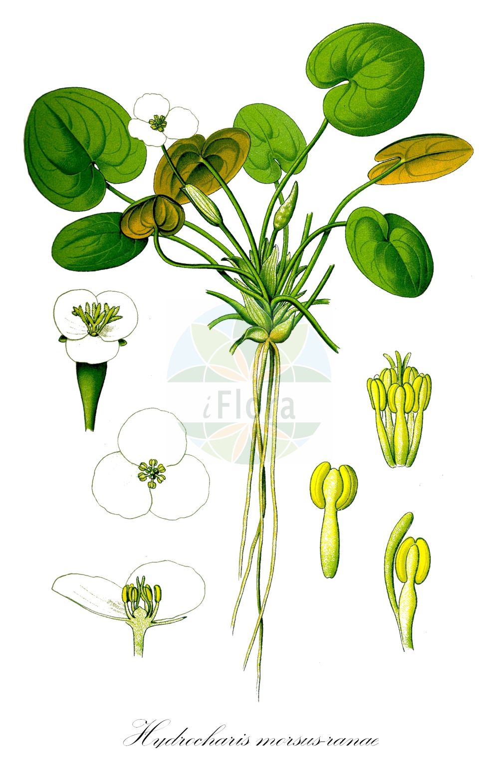 Historische Abbildung von Hydrocharis morsus-ranae (Europäischer Froschbiß - Frogbit). Das Bild zeigt Blatt, Bluete, Frucht und Same. ---- Historical Drawing of Hydrocharis morsus-ranae (Europäischer Froschbiß - Frogbit). The image is showing leaf, flower, fruit and seed.(Hydrocharis morsus-ranae,Europäischer Froschbiß,Frogbit,Hydrocharis morsus-ranae,Europaeischer Froschbiss,Froschbiss,Frogbit,European Frogbit,Common Frogbit,Hydrocharis,Froschbiß,Frogbit,Hydrocharitaceae,Froschbissgewächse,Frogbit family,Blatt,Bluete,Frucht,Same,leaf,flower,fruit,seed,Thomé (1885))