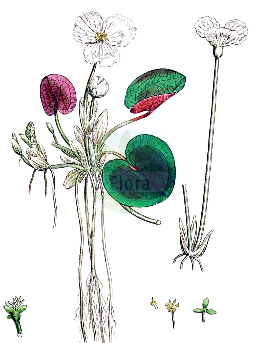 Historische Abbildung von Hydrocharis morsus-ranae (Europäischer Froschbiß - Frogbit). Das Bild zeigt Blatt, Bluete, Frucht und Same. ---- Historical Drawing of Hydrocharis morsus-ranae (Europäischer Froschbiß - Frogbit). The image is showing leaf, flower, fruit and seed.(Hydrocharis morsus-ranae,Europäischer Froschbiß,Frogbit,Hydrocharis morsus-ranae,Europaeischer Froschbiss,Froschbiss,Frogbit,European Frogbit,Common Frogbit,Hydrocharis,Froschbiß,Frogbit,Hydrocharitaceae,Froschbissgewächse,Frogbit family,Blatt,Bluete,Frucht,Same,leaf,flower,fruit,seed,Sowerby (1790-1813))