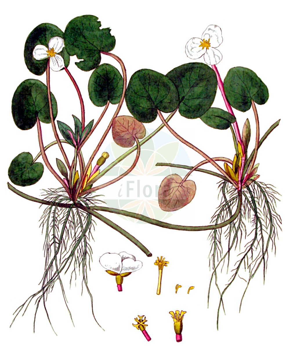 Historische Abbildung von Hydrocharis morsus-ranae (Europäischer Froschbiß - Frogbit). Das Bild zeigt Blatt, Bluete, Frucht und Same. ---- Historical Drawing of Hydrocharis morsus-ranae (Europäischer Froschbiß - Frogbit). The image is showing leaf, flower, fruit and seed.(Hydrocharis morsus-ranae,Europäischer Froschbiß,Frogbit,Hydrocharis morsus-ranae,Europaeischer Froschbiss,Froschbiss,Frogbit,European Frogbit,Common Frogbit,Hydrocharis,Froschbiß,Frogbit,Hydrocharitaceae,Froschbissgewächse,Frogbit family,Blatt,Bluete,Frucht,Same,leaf,flower,fruit,seed,Kops (1800-1934))