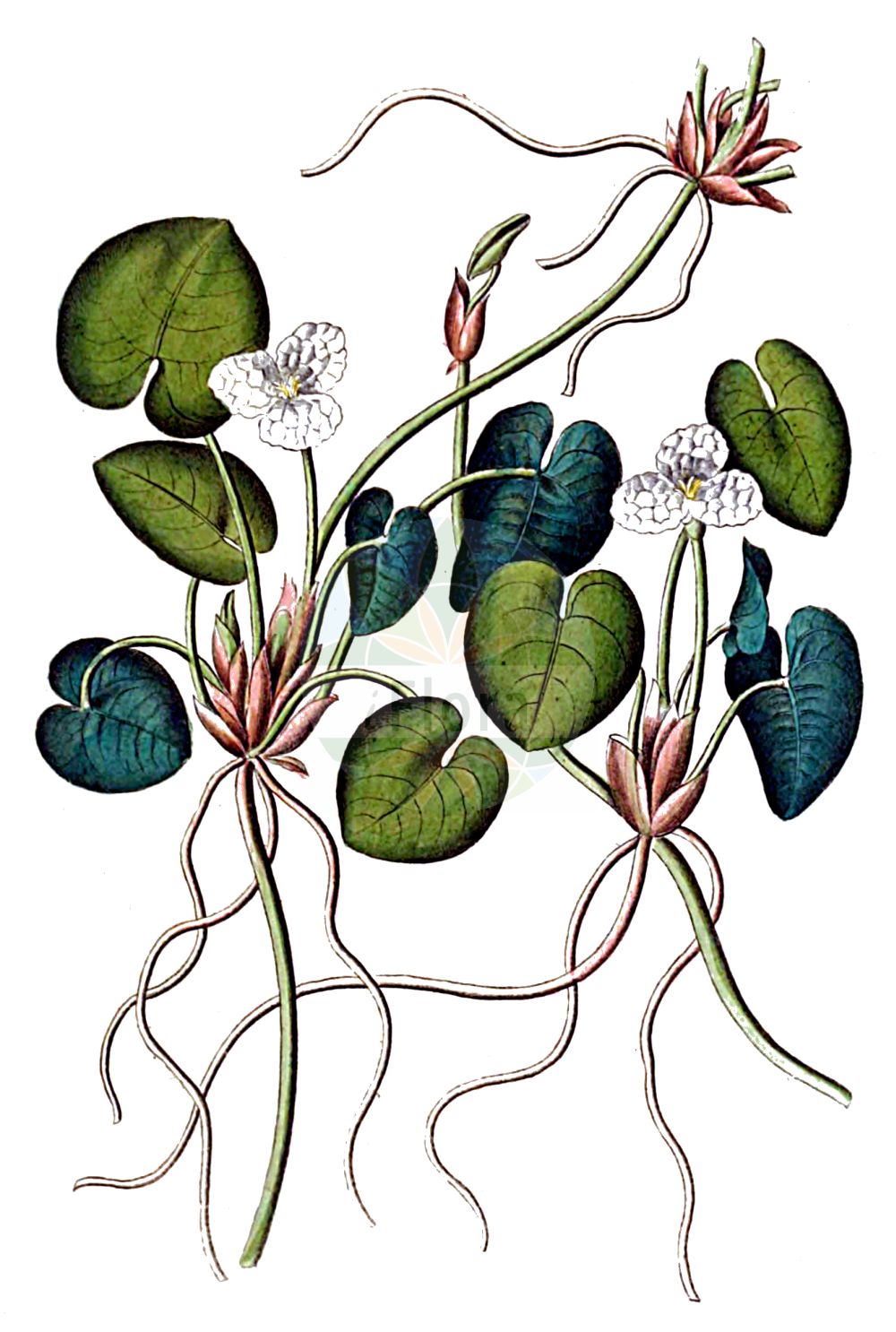 Historische Abbildung von Hydrocharis morsus-ranae (Europäischer Froschbiß - Frogbit). Das Bild zeigt Blatt, Bluete, Frucht und Same. ---- Historical Drawing of Hydrocharis morsus-ranae (Europäischer Froschbiß - Frogbit). The image is showing leaf, flower, fruit and seed.(Hydrocharis morsus-ranae,Europäischer Froschbiß,Frogbit,Hydrocharis morsus-ranae,Europaeischer Froschbiss,Froschbiss,Frogbit,European Frogbit,Common Frogbit,Hydrocharis,Froschbiß,Frogbit,Hydrocharitaceae,Froschbissgewächse,Frogbit family,Blatt,Bluete,Frucht,Same,leaf,flower,fruit,seed,Dietrich (1833-1844))
