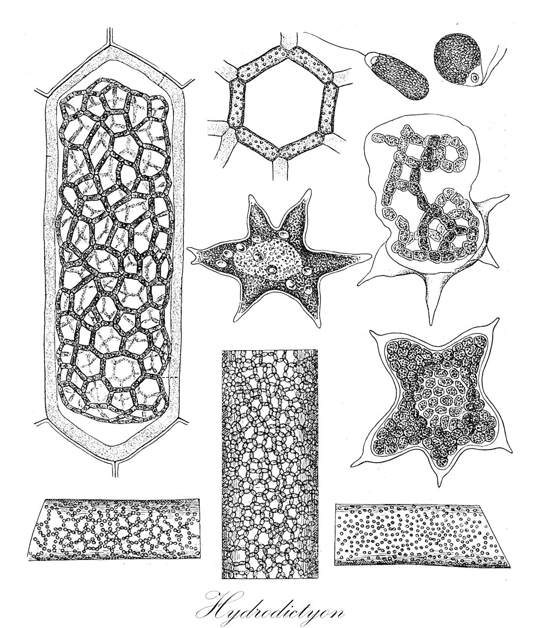 Hydrodictyon - Chlorophyta,Biota,Plantae,Chlorophyta,Chlorophytina,Chlorophyceae,Sphaeropleales,Hydrodictyaceae,Hydrodictyon