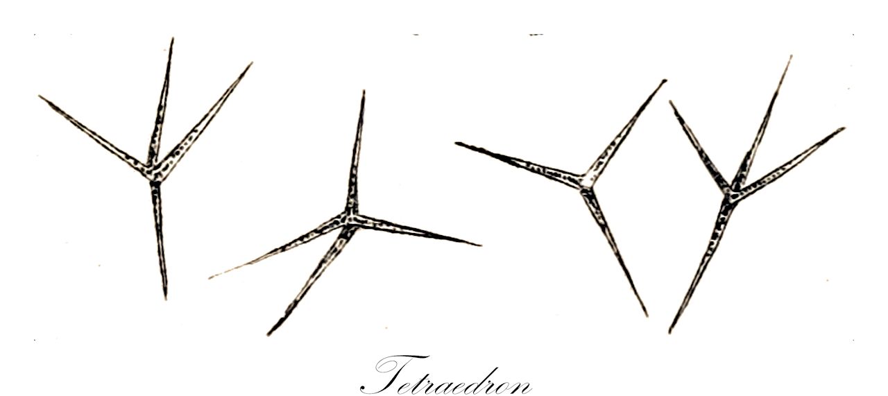 Tetraedron - Chlorophyta,Biota,Plantae,Chlorophyta,Chlorophytina,Chlorophyceae,Sphaeropleales,Hydrodictyaceae,Tetraedron,Astericium, Asteriscium, Tetraëdron