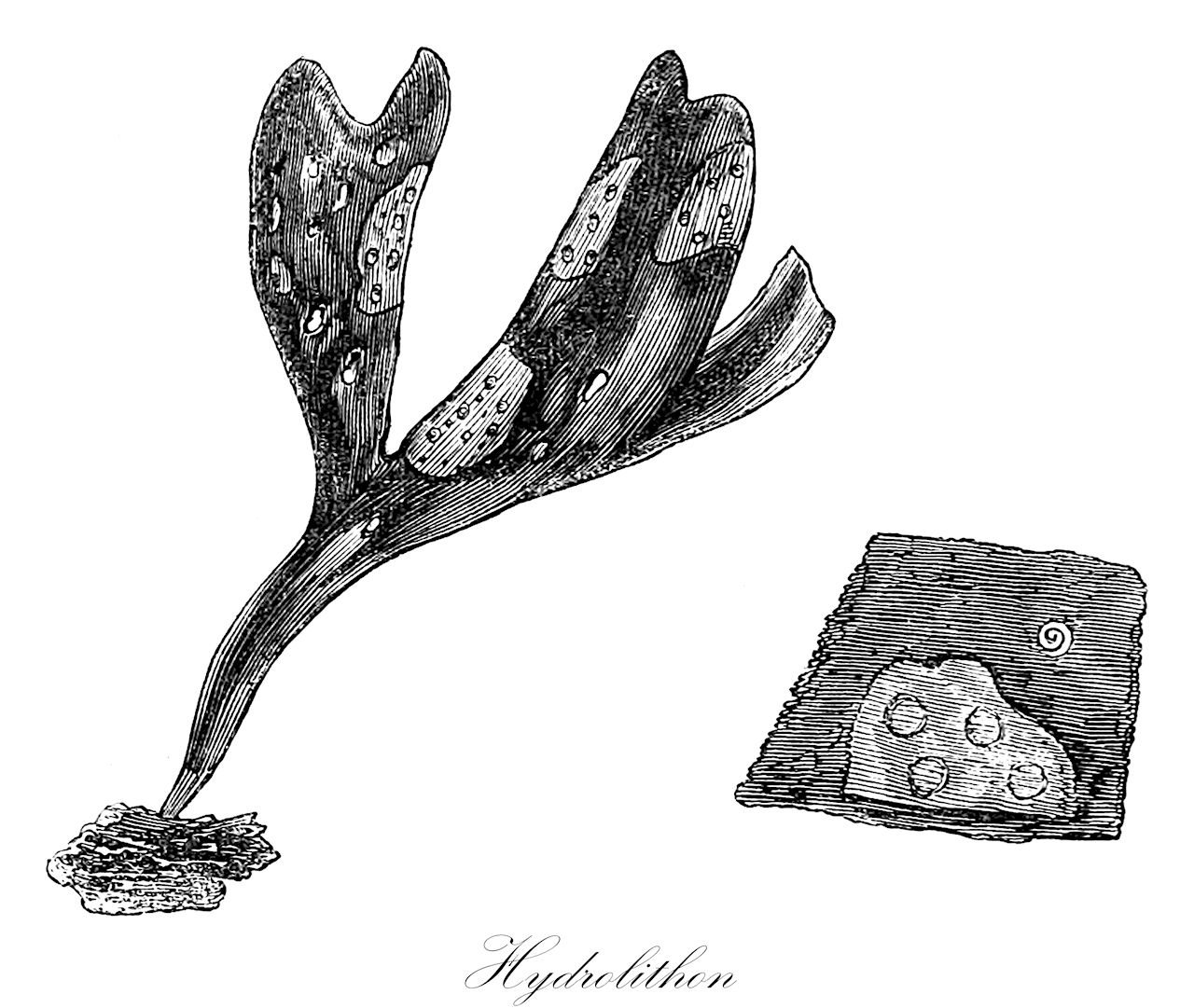 Hydrolithon - Hydrolithaceae,Biota,Plantae,Rhodophyta,Eurhodophytina,Florideophyceae,Corallinales,Hydrolithaceae,Hydrolithon,Melobesia