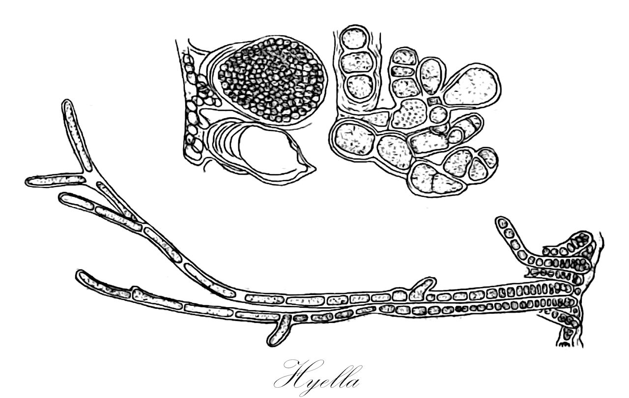 Hyella - Cyanobacteria,Biota,Bacteria,Negibacteria,Cyanobacteria,Cyanophyceae,Pleurocapsales,Hyellaceae,Hyella