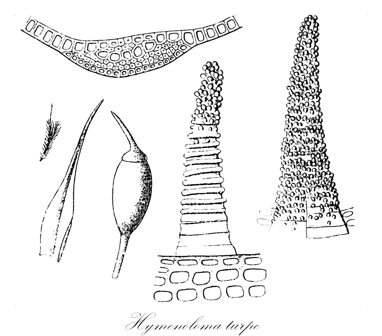 Hymenoloma turpe - Hymenolomataceae,Plantae,Bryobiotina,Bryophyta,Bryopsida,Dicranidae,Scouleriales,Hymenolomataceae,Hymenoloma,Hymenoloma turpe,Blindia turpis, Dicranoweisia turpis, Verrucidens turpis