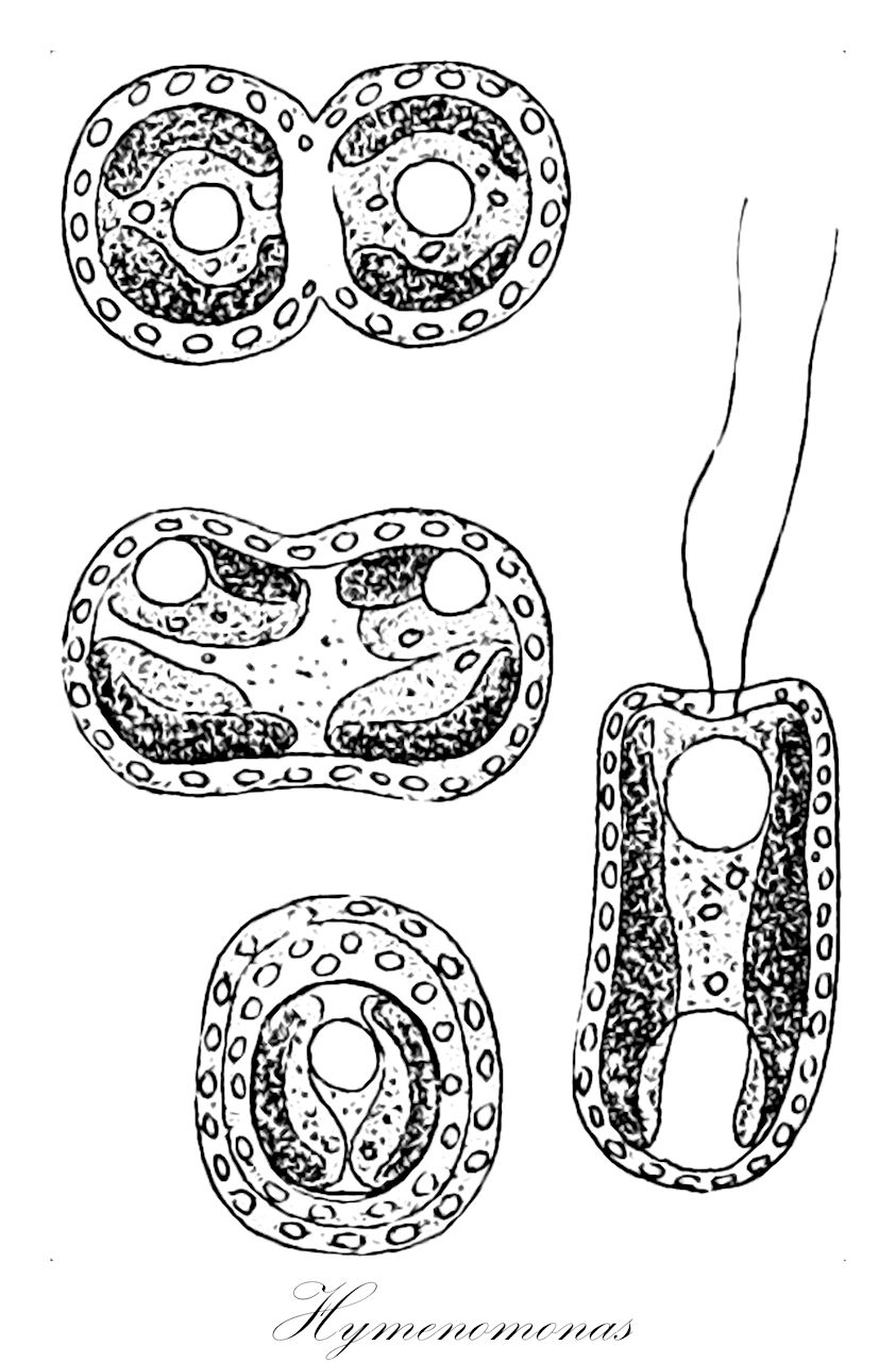 Hymenomonas - Chromista,Biota,Chromista,Haptophyta,Coccolithophyceae,Coccolithales,Hymenomonadaceae,Hymenomonas