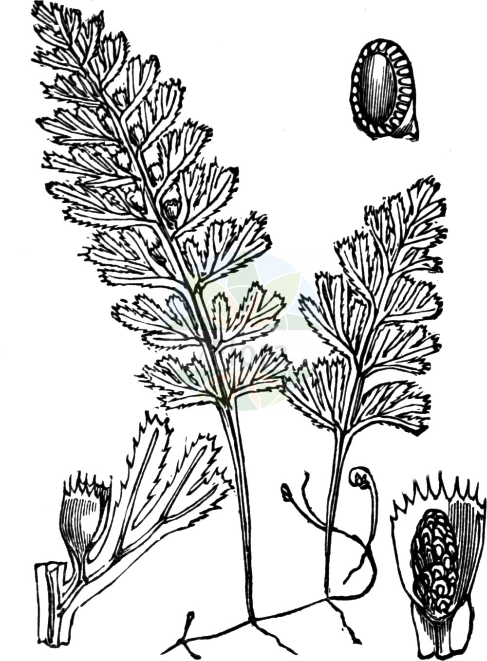 Historische Abbildung von Hymenophyllum tunbrigense (Englischer Hautfarn - Tunbridge Filmy-fern). Das Bild zeigt Blatt, Bluete, Frucht und Same. ---- Historical Drawing of Hymenophyllum tunbrigense (Englischer Hautfarn - Tunbridge Filmy-fern). The image is showing leaf, flower, fruit and seed.(Hymenophyllum tunbrigense,Englischer Hautfarn,Tunbridge Filmy-fern,Hymenophyllum tunbrigense,Trichomanes tunbrigense,Englischer Hautfarn,Tunbridge Filmy-fern,Hymenophyllum,Hautfarn,Filmy Ferns,Hymenophyllaceae,Hautfarngewächse,Filmy Fern family,Blatt,Bluete,Frucht,Same,leaf,flower,fruit,seed,Fitch et al. (1880))