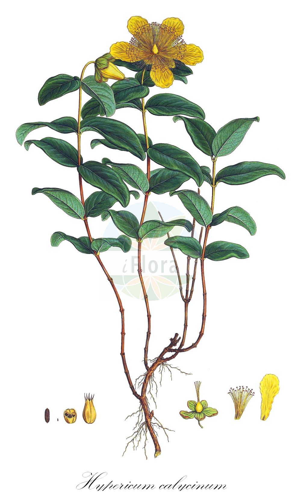 Historische Abbildung von Hypericum calycinum (Rose-of-Sharon). Das Bild zeigt Blatt, Bluete, Frucht und Same. ---- Historical Drawing of Hypericum calycinum (Rose-of-Sharon). The image is showing leaf, flower, fruit and seed.(Hypericum calycinum,Rose-of-Sharon,Hypericum calycinum,Hypericum grandiflorum,Hypericum,Johanniskraut,St. John's Wort,Hypericaceae,Hartheugewächse,St. John's Wort family,Blatt,Bluete,Frucht,Same,leaf,flower,fruit,seed,Sibthorp & Smith (1806-1840))