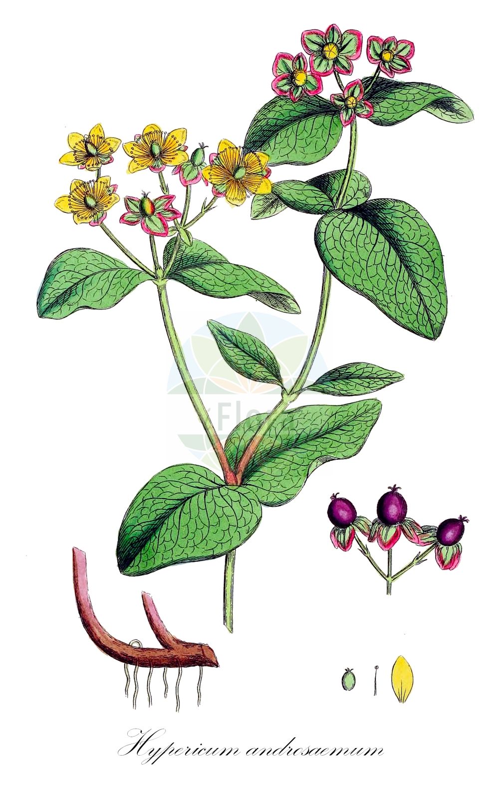 Historische Abbildung von Hypericum androsaemum (Tutsan). ---- Historical Drawing of Hypericum androsaemum (Tutsan).(Hypericum androsaemum,Tutsan,Androsaemum officinale,Hypericum androsaemum,Hypericum,Johanniskraut,St. John's Wort,Hypericaceae,Hartheugewächse,St. John's Wort family,Sowerby (1790-1813))