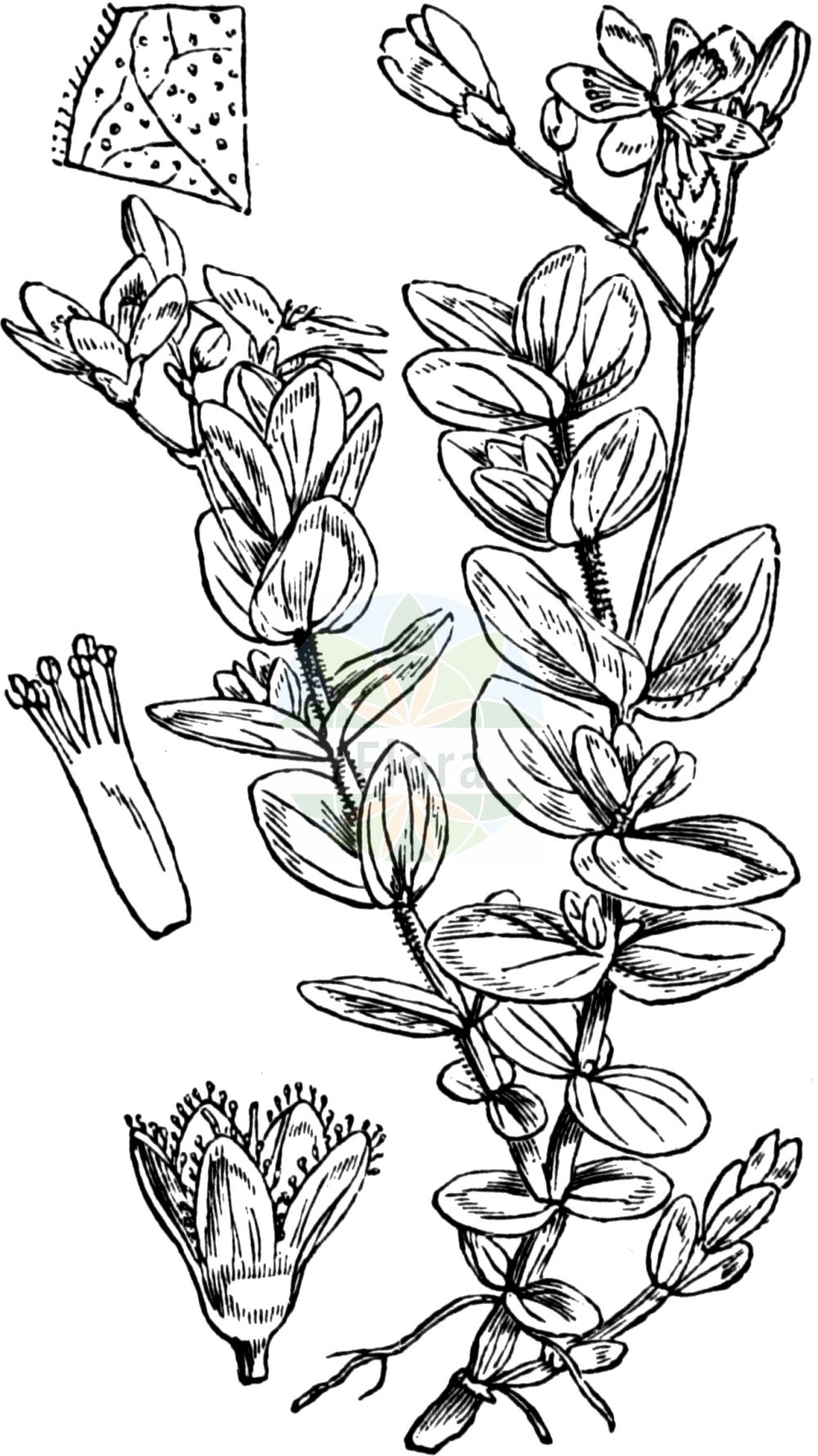 Historische Abbildung von Hypericum elodes (Sumpf-Johanniskraut - Marsh St John's-wort). Das Bild zeigt Blatt, Bluete, Frucht und Same. ---- Historical Drawing of Hypericum elodes (Sumpf-Johanniskraut - Marsh St John's-wort). The image is showing leaf, flower, fruit and seed.(Hypericum elodes,Sumpf-Johanniskraut,Marsh St John's-wort,Elodes palustris,Hypericum elodes,Hypericum palustre,Sumpf-Johanniskraut,Marsh St John's-wort,Hypericum,Johanniskraut,St. John's Wort,Hypericaceae,Hartheugewächse,St. John's Wort family,Blatt,Bluete,Frucht,Same,leaf,flower,fruit,seed,Fitch et al. (1880))