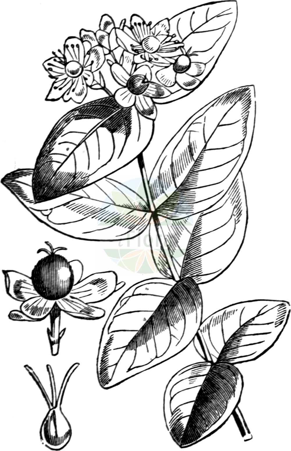 Historische Abbildung von Hypericum androsaemum (Tutsan). Das Bild zeigt Blatt, Bluete, Frucht und Same. ---- Historical Drawing of Hypericum androsaemum (Tutsan). The image is showing leaf, flower, fruit and seed.(Hypericum androsaemum,Tutsan,Androsaemum officinale,Hypericum androsaemum,Hypericum,Johanniskraut,St. John's Wort,Hypericaceae,Hartheugewächse,St. John's Wort family,Blatt,Bluete,Frucht,Same,leaf,flower,fruit,seed,Fitch et al. (1880))