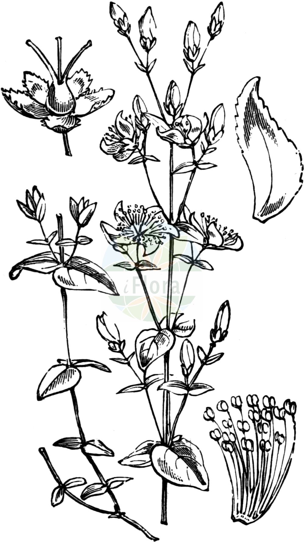 Historische Abbildung von Hypericum pulchrum (Schönes Johanniskraut - Slender St John's-wort). Das Bild zeigt Blatt, Bluete, Frucht und Same. ---- Historical Drawing of Hypericum pulchrum (Schönes Johanniskraut - Slender St John's-wort). The image is showing leaf, flower, fruit and seed.(Hypericum pulchrum,Schönes Johanniskraut,Slender St John's-wort,Hypericum pulchrum,Schoenes Johanniskraut,Heide-Johanniskraut,Slender St John's-wort,Elegant St John's-wort,Hypericum,Johanniskraut,St. John's Wort,Hypericaceae,Hartheugewächse,St. John's Wort family,Blatt,Bluete,Frucht,Same,leaf,flower,fruit,seed,Fitch et al. (1880))
