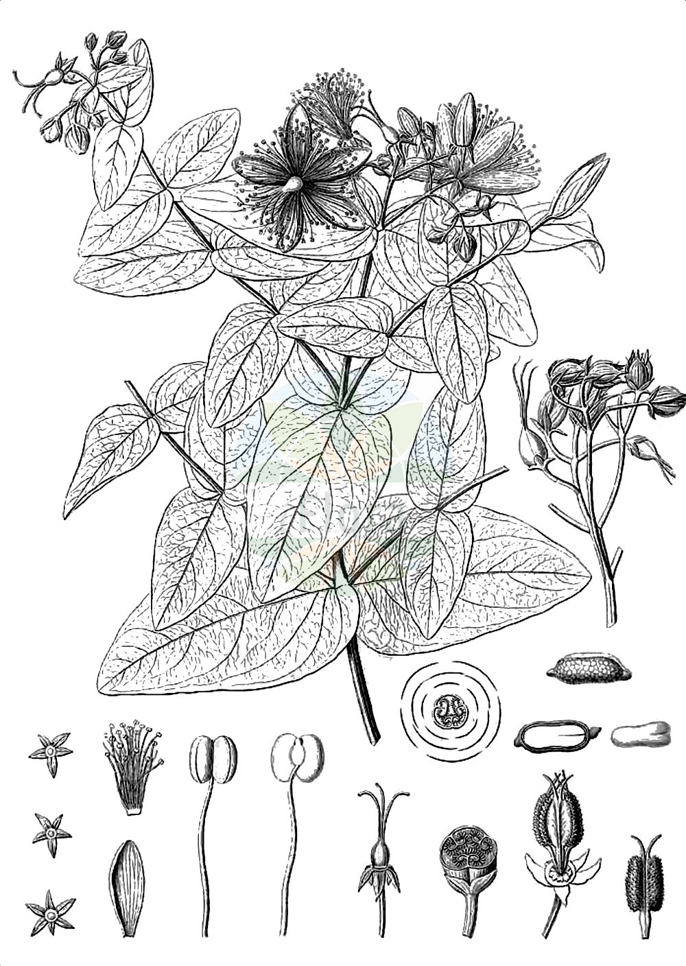 Historische Abbildung von Hypericum calycinum (Rose-of-Sharon). Das Bild zeigt Blatt, Bluete, Frucht und Same. ---- Historical Drawing of Hypericum calycinum (Rose-of-Sharon). The image is showing leaf, flower, fruit and seed.(Hypericum calycinum,Rose-of-Sharon,Hypericum calycinum,Hypericum grandiflorum,Hypericum,Johanniskraut,St. John's Wort,Hypericaceae,Hartheugewächse,St. John's Wort family,Blatt,Bluete,Frucht,Same,leaf,flower,fruit,seed,Webb et al. (1836-1847))