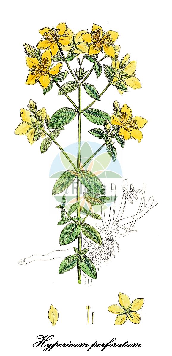 Historische Abbildung von Hypericum perforatum (Tüpfel-Hartheu - Perforate St John's-wort). Das Bild zeigt Blatt, Bluete, Frucht und Same. ---- Historical Drawing of Hypericum perforatum (Tüpfel-Hartheu - Perforate St John's-wort). The image is showing leaf, flower, fruit and seed.(Hypericum perforatum,Tüpfel-Hartheu,Perforate St John's-wort,Hypericum noeanum,Hypericum plasonii,Breitblaettriges Echtes Johanniskraut,Echtes Johanniskraut,Gewoehnliches Johanniskraut,Tuepfel-Johanniskraut,Common St John's-wort,Common St. Johnswort,Goatweed,Klamath Weed,Triptonweed,Hypericum,Hartheu,St. John’s wort,Hypericaceae,Hartheugewächse,St. John's Wort family,Blatt,Bluete,Frucht,Same,leaf,flower,fruit,seed,Sowerby (1790-1813))