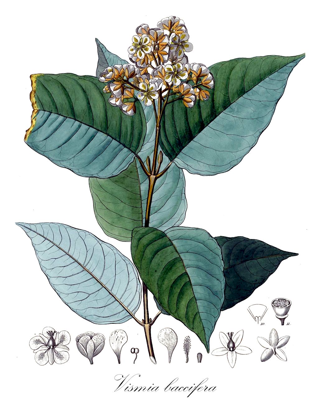 Vismia baccifera - Hypericaceae,Plantae,Pteridobiotina,Angiosperms,Malpighiales,Hypericaceae,Vismia,Vismia baccifera,Caopia baccifera, Hypericum bacciferum, Vismia guttifera