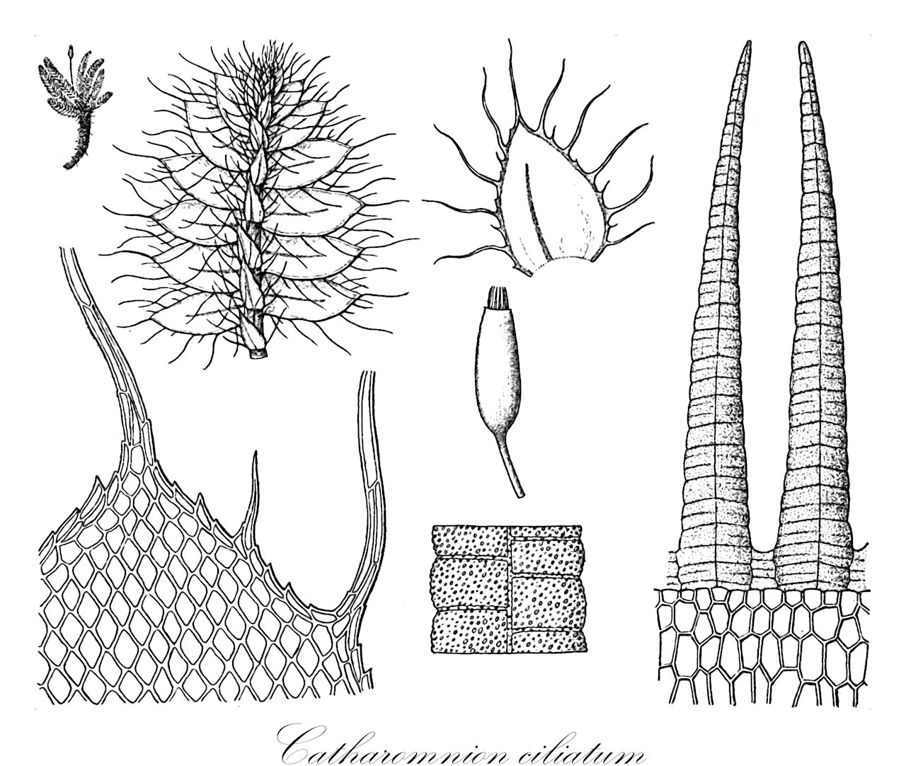 Catharomnion ciliatum - Hypopterygiaceae,Plantae,Bryobiotina,Bryophyta,Bryopsida,Bryidae,Hypnanae,Hypopterygiales,Hypopterygiaceae,Catharomnion,Catharomnion ciliatum,Hypopterygium ciliatum, Maschalocarpus ciliatus, Pterigynandrum ciliatum, Pterogonium ciliatum