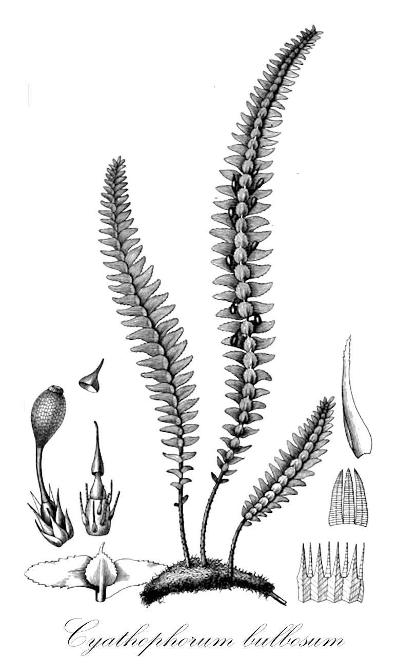 Cyathophorum bulbosum - Hypopterygiaceae,Plantae,Bryobiotina,Bryophyta,Bryopsida,Bryidae,Hypnanae,Hypopterygiales,Hypopterygiaceae,Cyathophorum,Cyathophorum bulbosum,Anictangium bulbosum, Anoectangium bulbosum, Cyathophorum bulbosum var. apiculatum, Cyathophorum bulbosum var. bulbosum, Cyathophorum bulbosum var. minus, Cyathophorum densirete, Cyathophorum heterophilum, Cyathophorum minus, Cyathophorum novae-zelandiae, Cyathophorum pennatum, Cyathophorum pennatum var. apiculatum, Cyathophorum pennatum var. minus, Cyathophorum pteridioides, Hedwigia bulbosa, Hookeria pennata, Hookeria pennata var. minor, Hypnum pennatum, Leskea pennata, Pterygophyllum pennatum