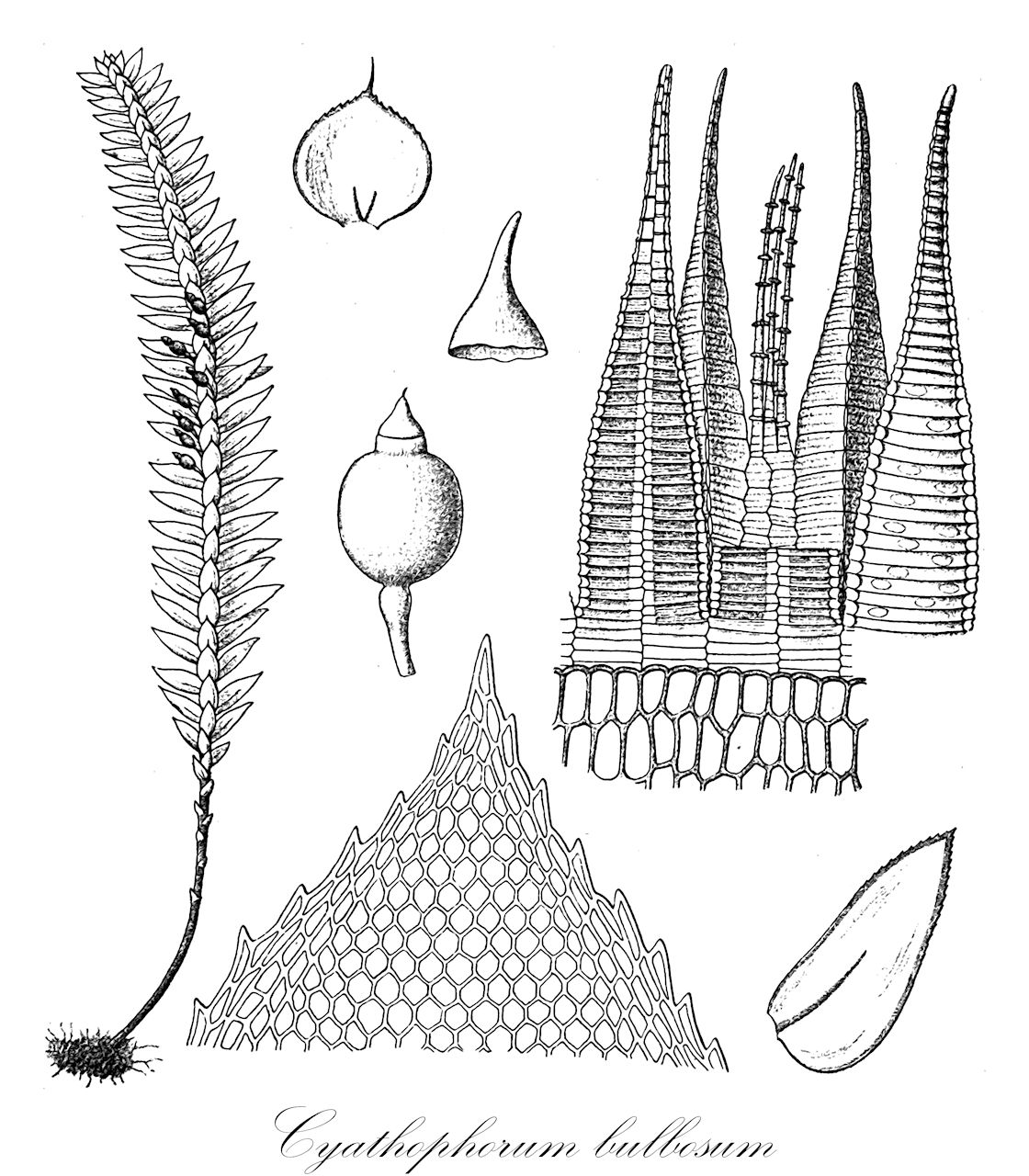 Cyathophorum bulbosum - Hypopterygiaceae,Plantae,Bryobiotina,Bryophyta,Bryopsida,Bryidae,Hypnanae,Hypopterygiales,Hypopterygiaceae,Cyathophorum,Cyathophorum bulbosum,Anictangium bulbosum, Anoectangium bulbosum, Cyathophorum bulbosum var. apiculatum, Cyathophorum bulbosum var. bulbosum, Cyathophorum bulbosum var. minus, Cyathophorum densirete, Cyathophorum heterophilum, Cyathophorum minus, Cyathophorum novae-zelandiae, Cyathophorum pennatum, Cyathophorum pennatum var. apiculatum, Cyathophorum pennatum var. minus, Cyathophorum pteridioides, Hedwigia bulbosa, Hookeria pennata, Hookeria pennata var. minor, Hypnum pennatum, Leskea pennata, Pterygophyllum pennatum