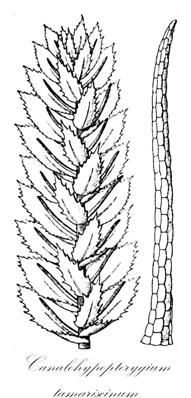 Canalohypopterygium tamariscinum - Hypopterygiaceae,Plantae,Bryobiotina,Bryophyta,Bryopsida,Bryidae,Hypnanae,Hypopterygiales,Hypopterygiaceae,Canalohypopterygium,Canalohypopterygium tamariscinum,Canalohypopterygium commutatum, Hookeria tamarisci, Hookeria tamariscina, Hypnum flabelliforme, Hypnum setigerum, Hypopterygium commutatum, Hypopterygium elegantulum, Hypopterygium setigerum, Hypopterygium tamariscinum, Leskea tamariscina, Pterygophyllum tamariscinum